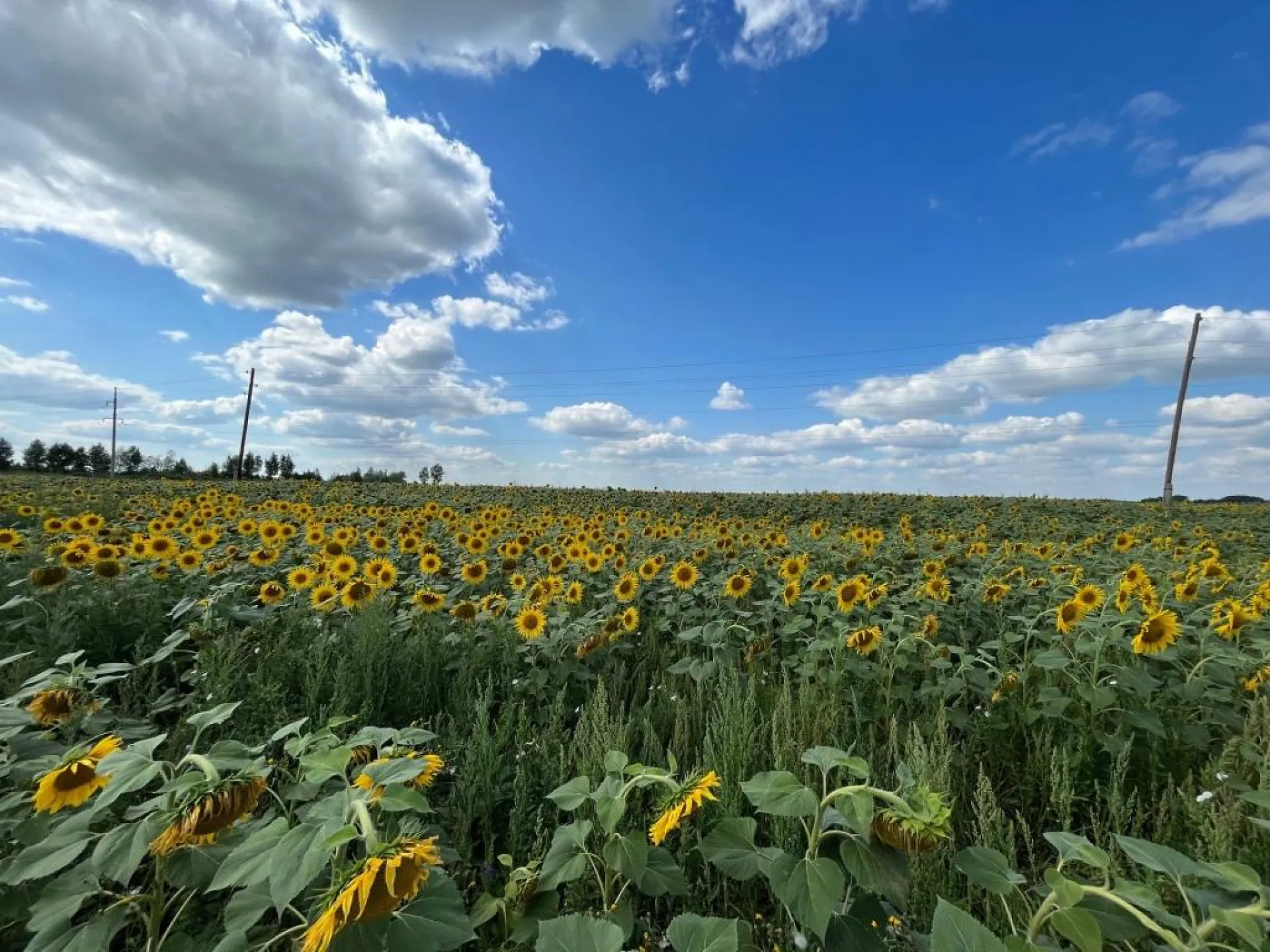 Похолодание надвигается на Алтайский край