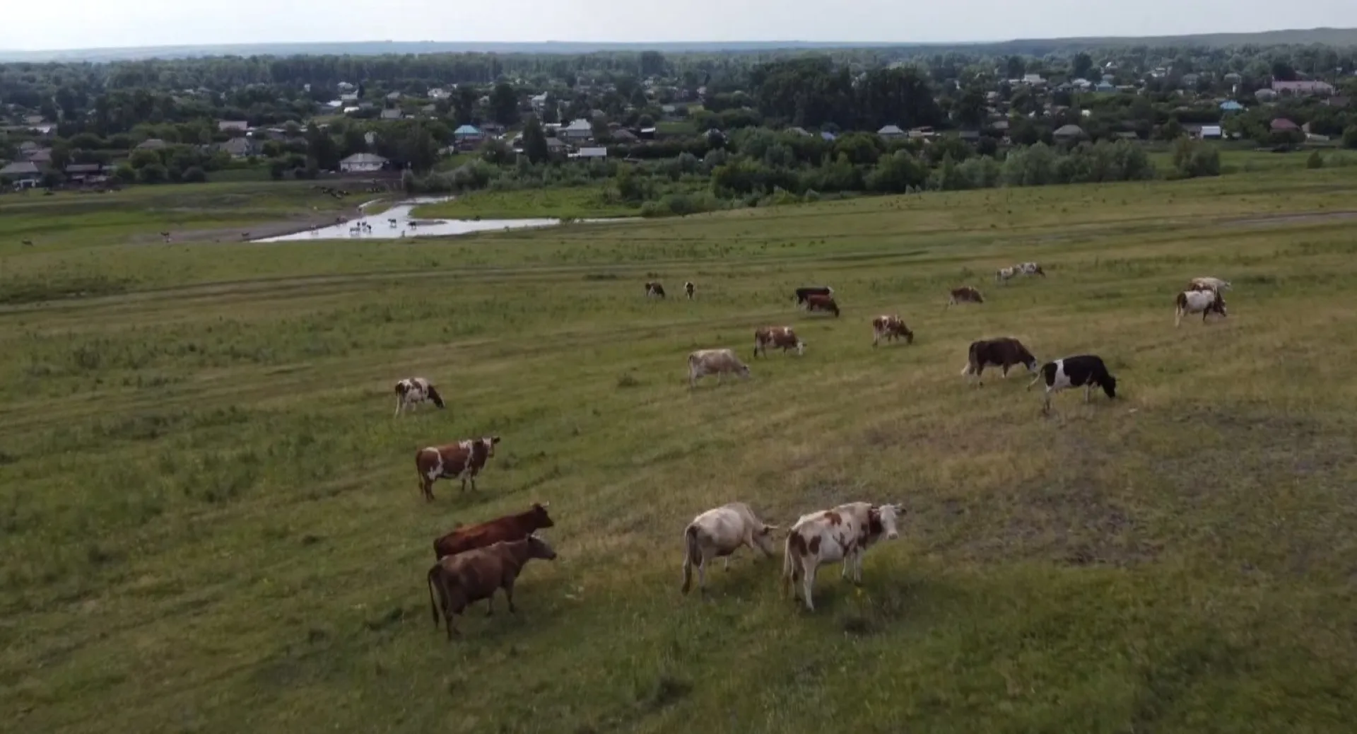 Виктор Томенко планирует на ближайшем заседании комиссии «Сельское хозяйство» Госсовета поднять вопрос о новом федеральном законе о побочных продуктах животноводства