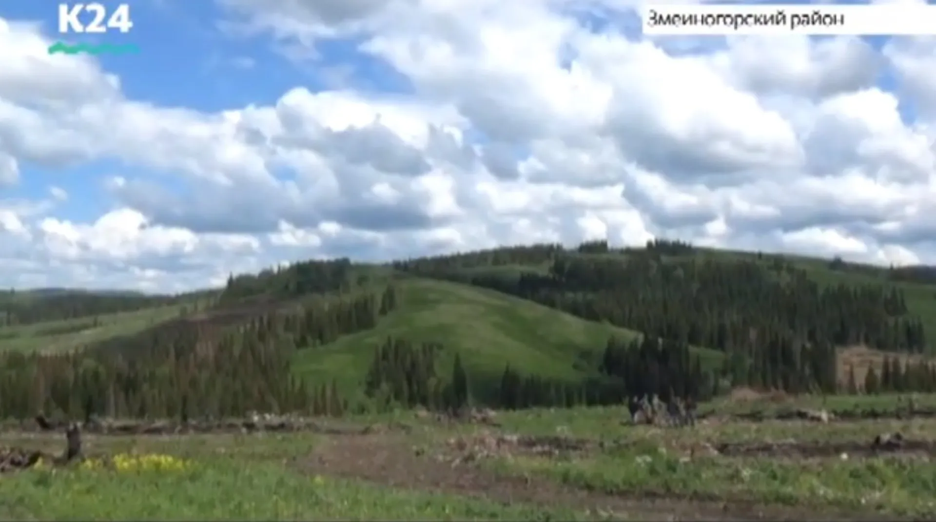 Опасный вредитель появился в лесах Алтайского края Опасный вредитель появился в лесах Алтайского края