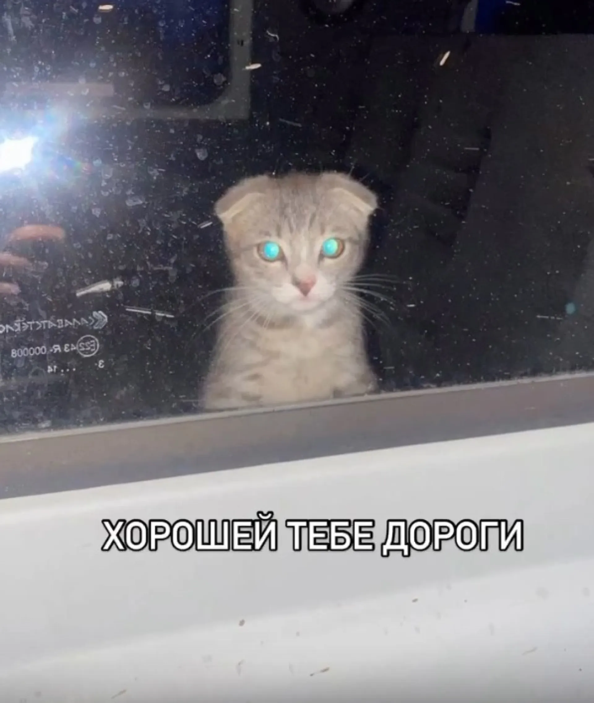 Ксения Бородина спасла бездомного котёнка на Алтае. Теперь он живёт в Москве