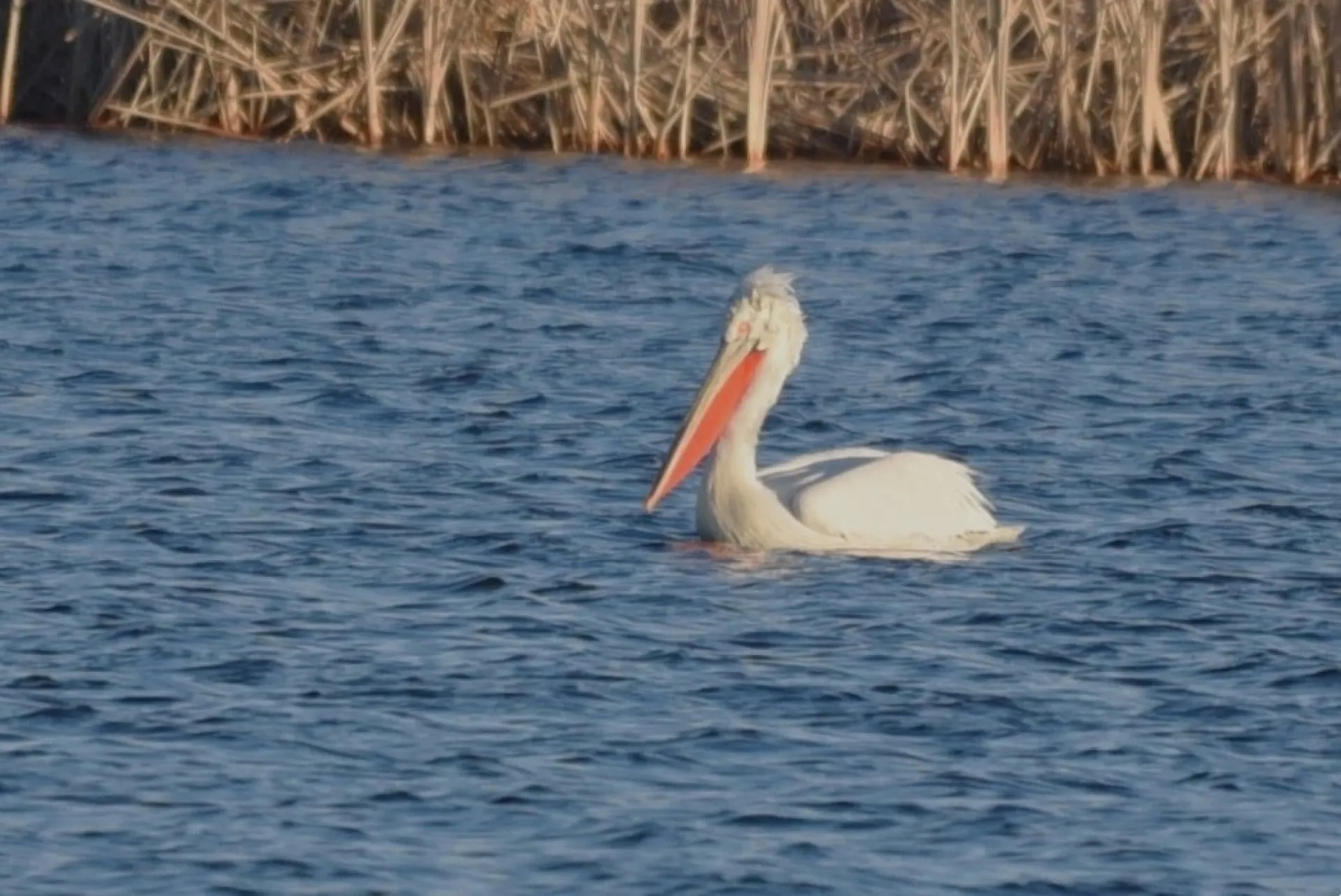 Пеликаны прилетели в Алтайский край Пеликаны прилетели в Алтайский край