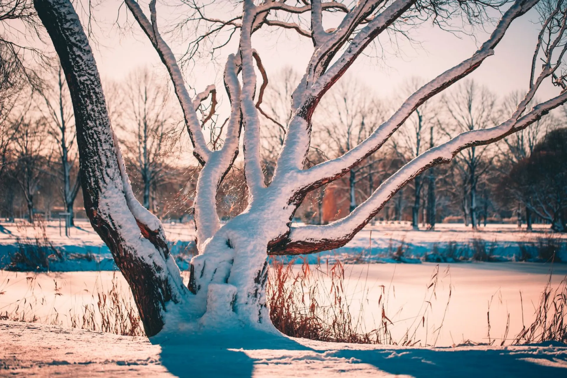 Трифонов день: традиции и приметы на 28 декабря Трифонов день: традиции и приметы на 28 декабря