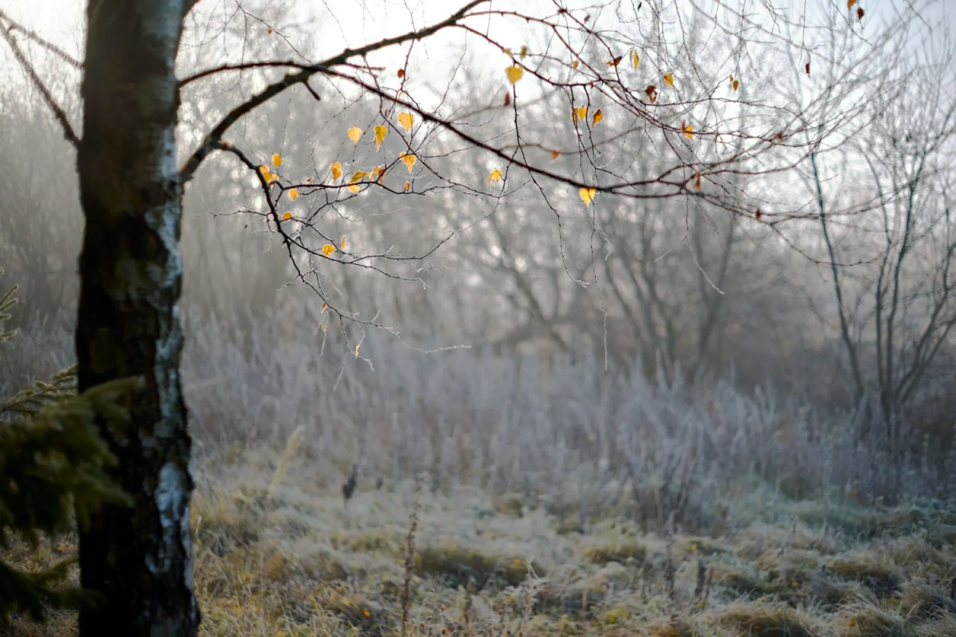 Ефимий Осенний: традиции и приметы на 28 октября Ефимий Осенний: традиции и приметы на 28 октября