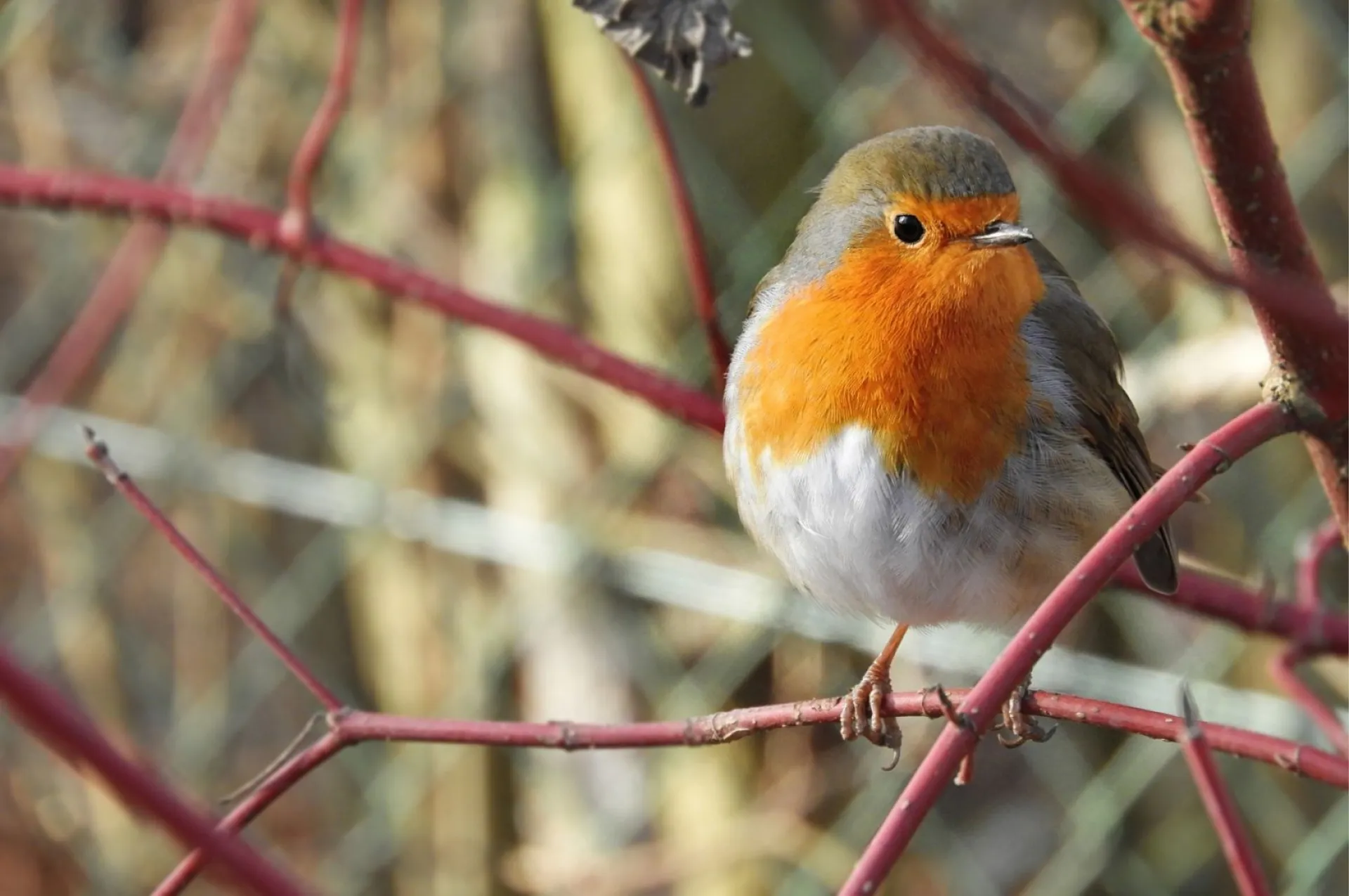 Василий Теплый: традиции и приметы на 4 апреля