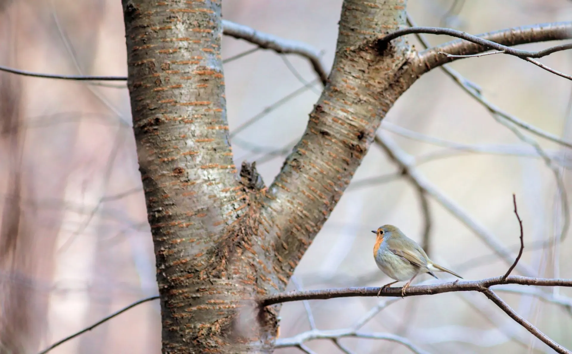 Феофанов день: традиции и приметы на 25 марта
