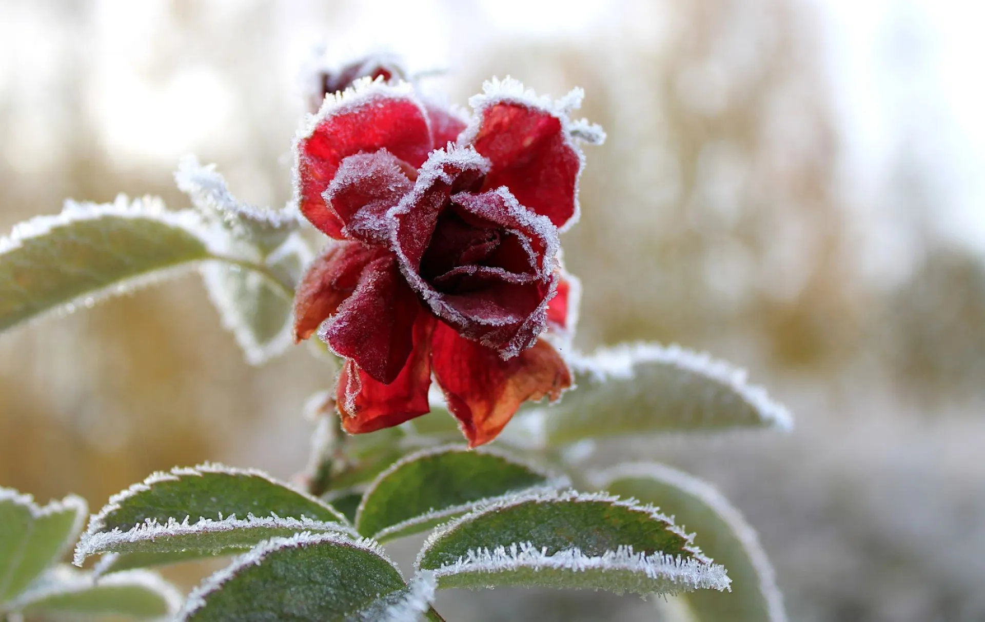 Илларионов день: традиции и приметы на 3 ноября Илларионов день: традиции и приметы на 3 ноября