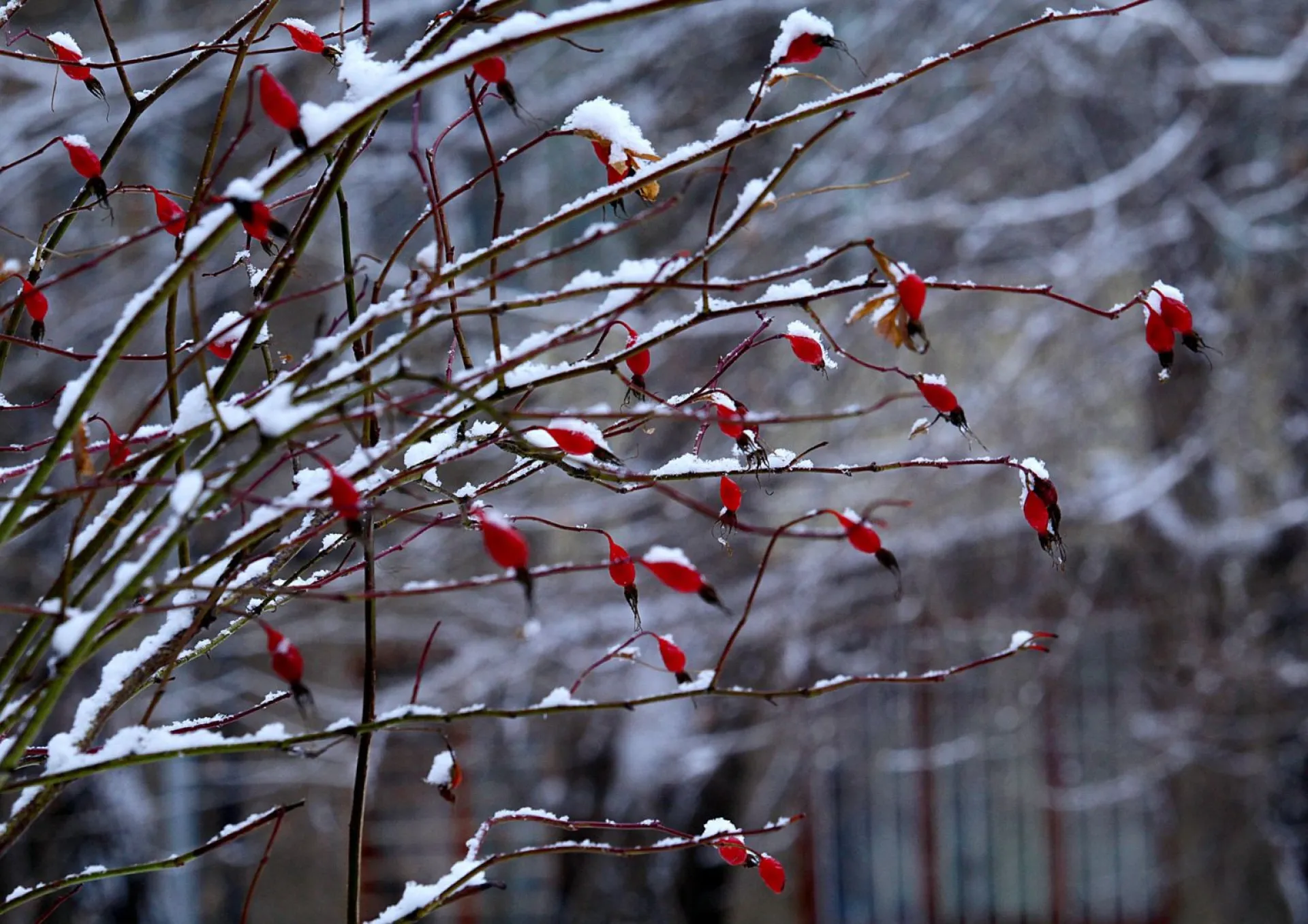 До +3: о погоде в Алтайском крае 20 декабря