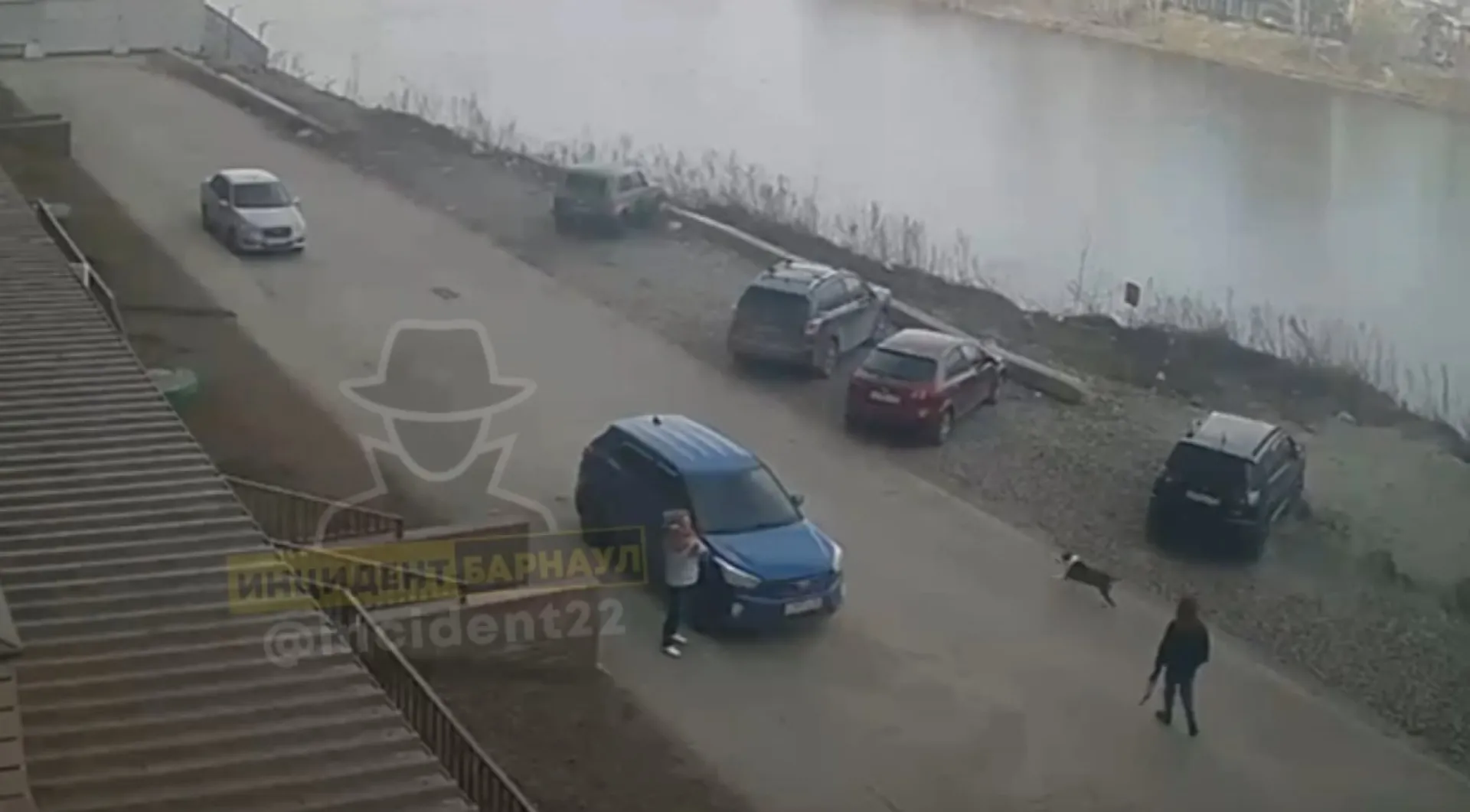Бойцовская собака сбежала от малолетней хозяйки и загрызла сородича в Барнауле