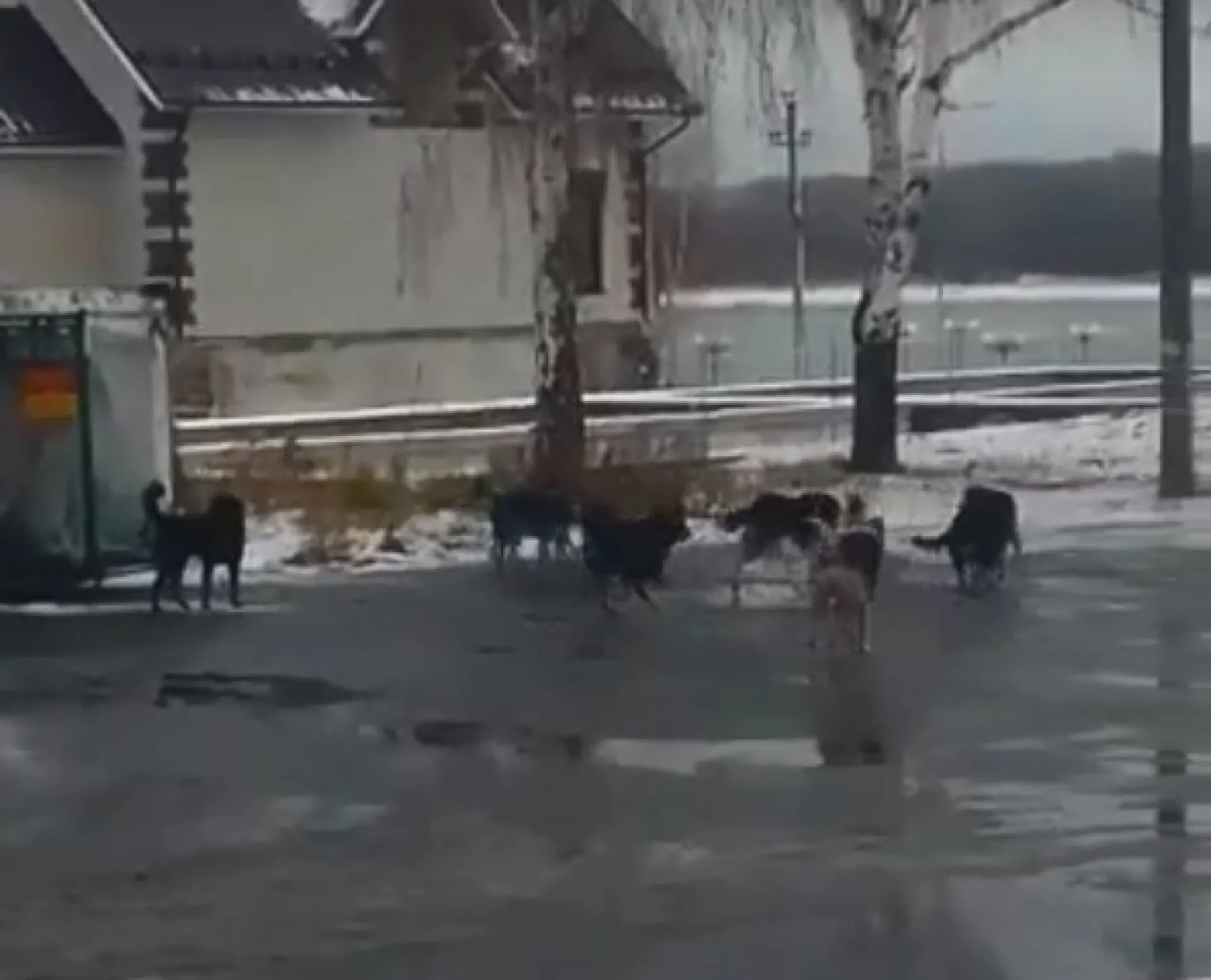 «17 голов». Стаю бродячих собак заметили в Камне-на-Оби