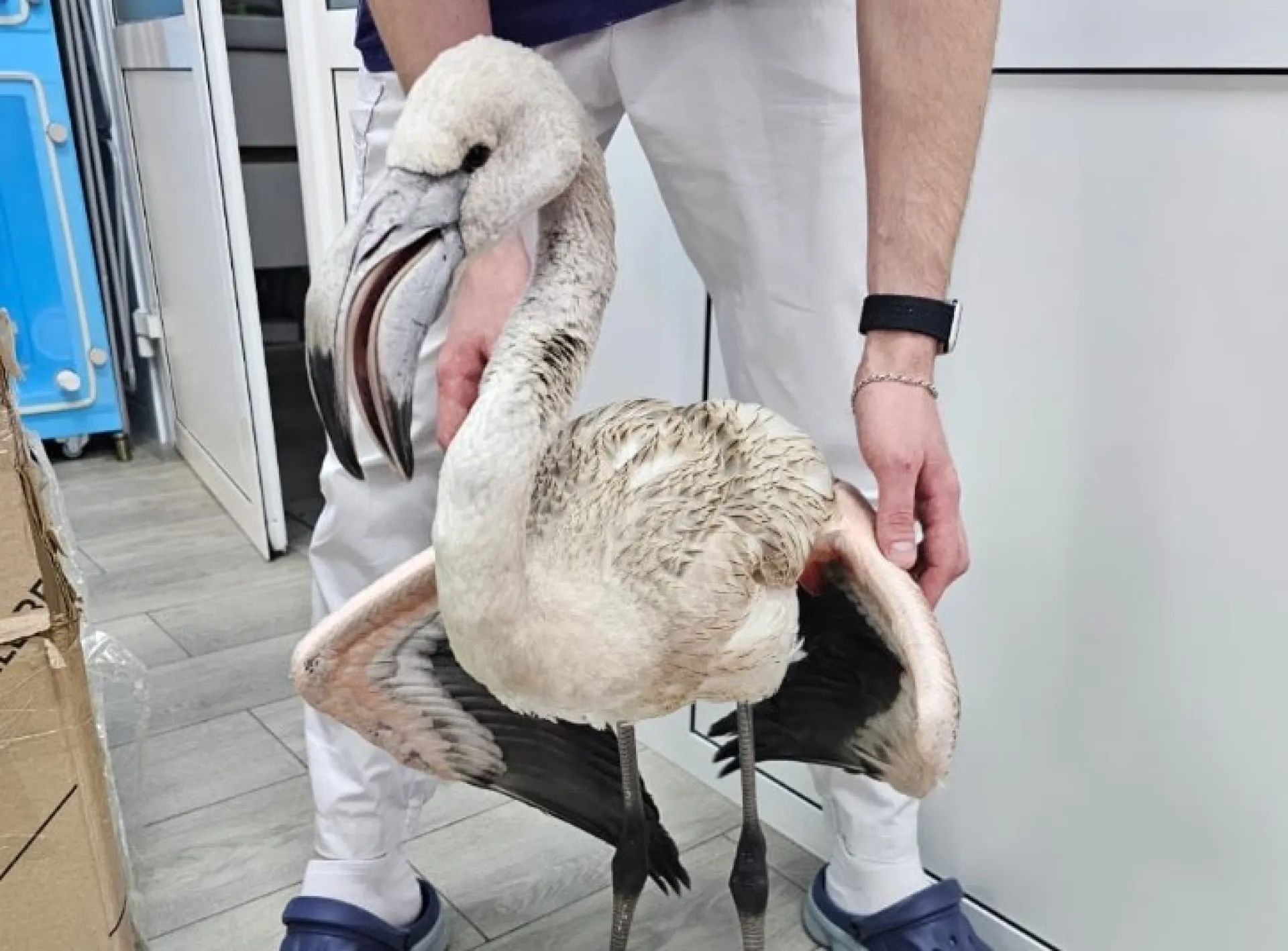 Редкого розового фламинго спасли в Алтайском крае
