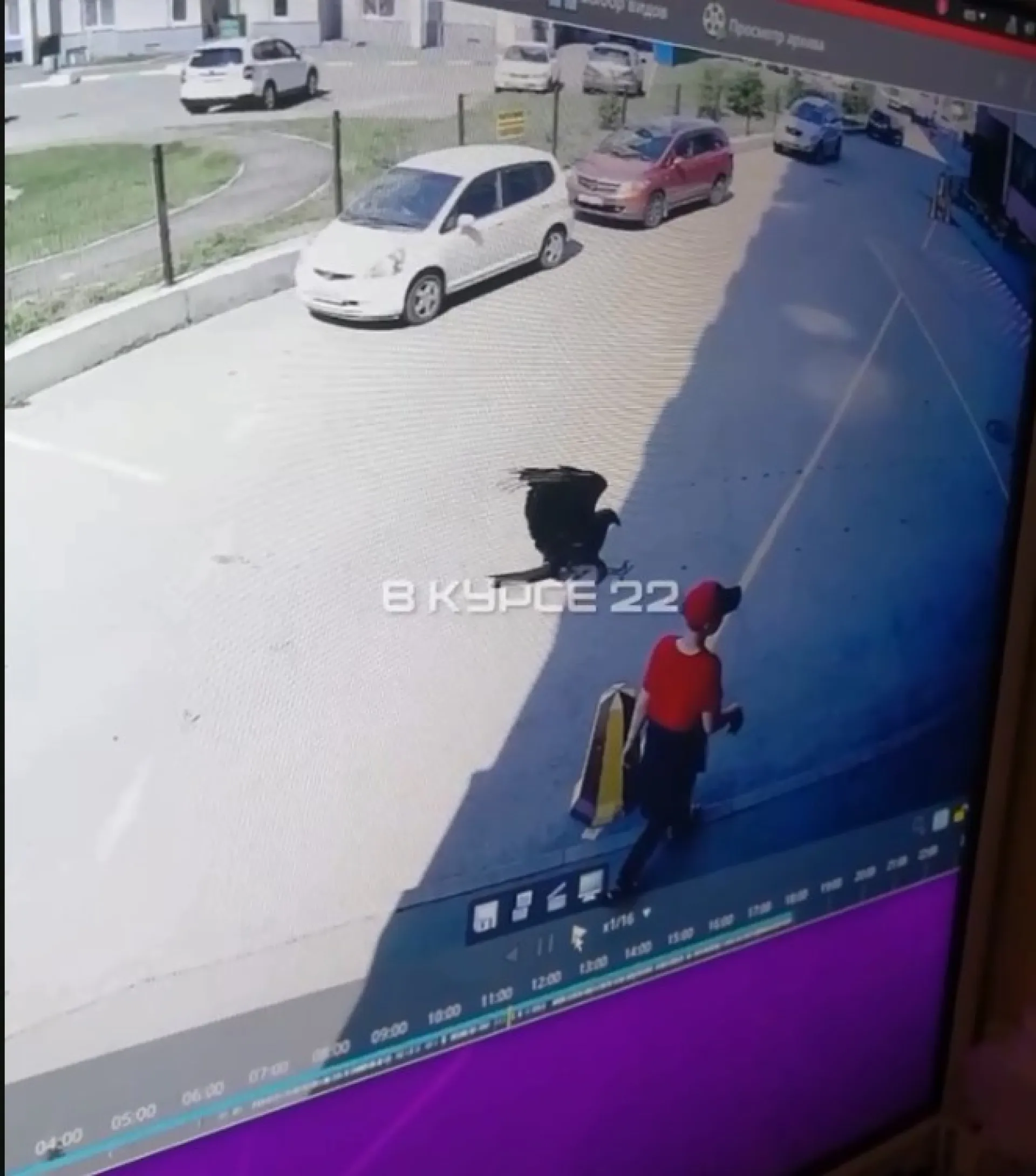 Коршун нападает на детей и взрослых во дворе дома в Барнауле