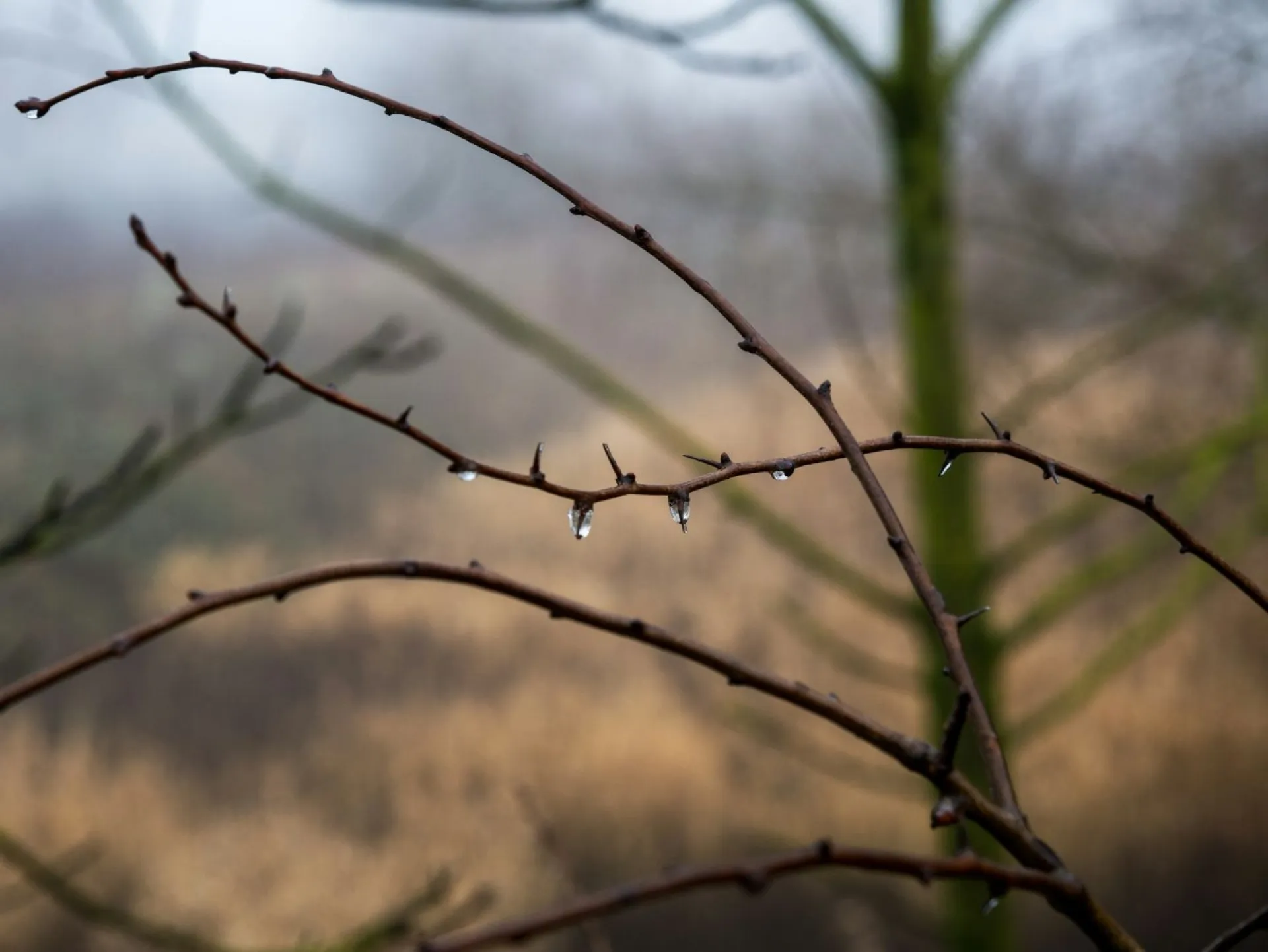 Сороки (жаворонки) – встреча весны: традиции и приметы на 22 марта Сороки (жаворонки) – встреча весны: традиции и приметы на 22 марта
