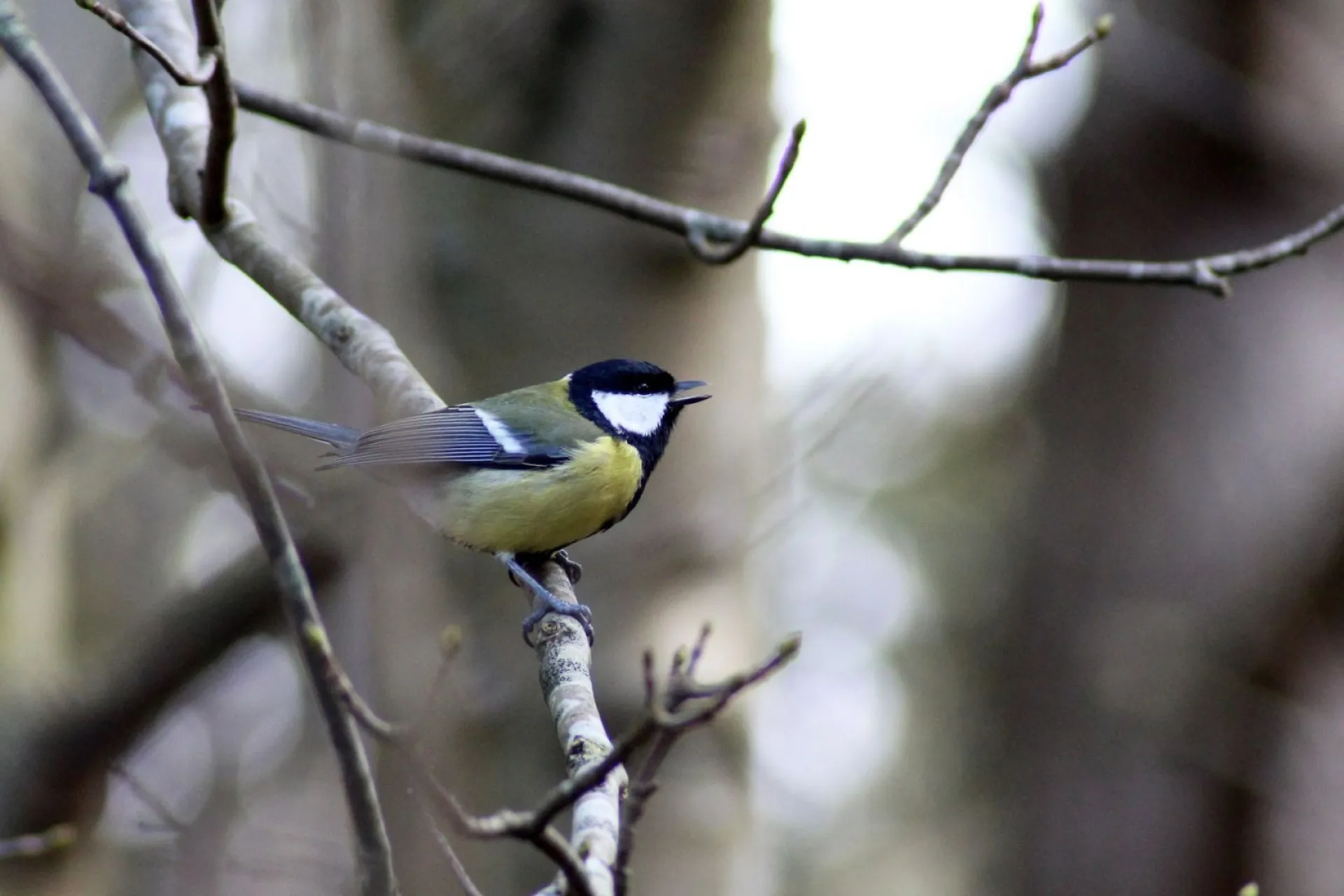 Без осадков: о погоде в Алтайском крае 18 марта Без осадков: о погоде в Алтайском крае 18 марта