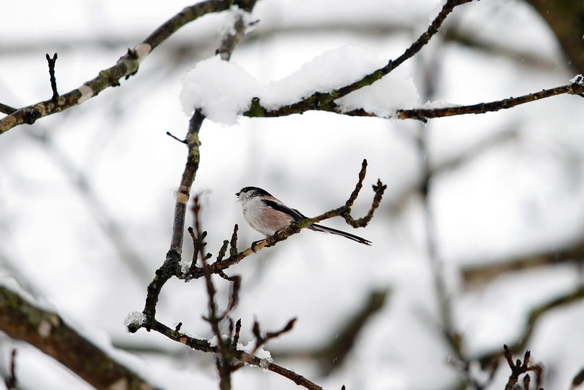 Трифонов день: традиции и приметы на 28 декабря Трифонов день: традиции и приметы на 28 декабря