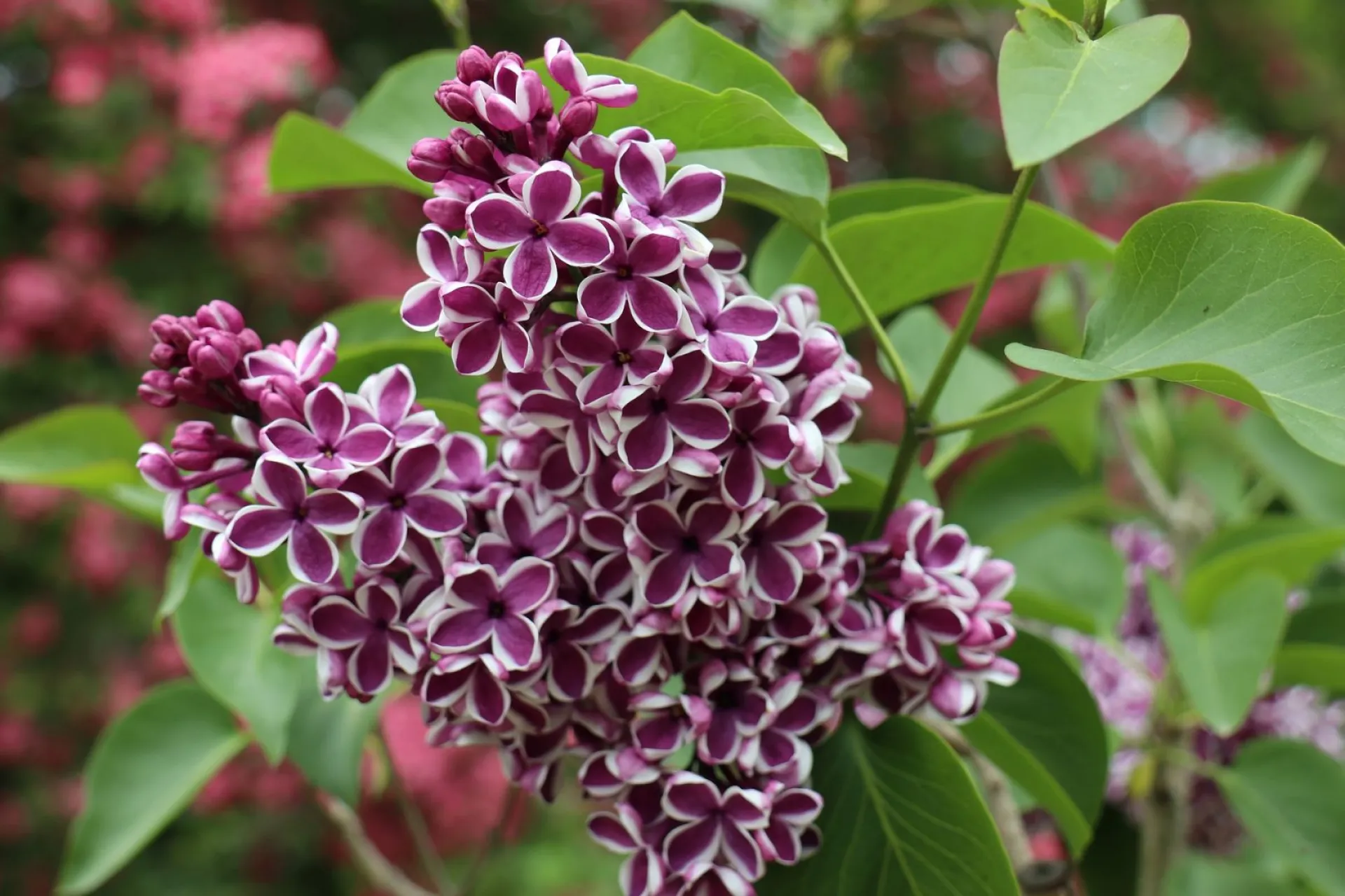 Купальница: традиции и приметы на 20 мая Купальница: традиции и приметы на 20 мая