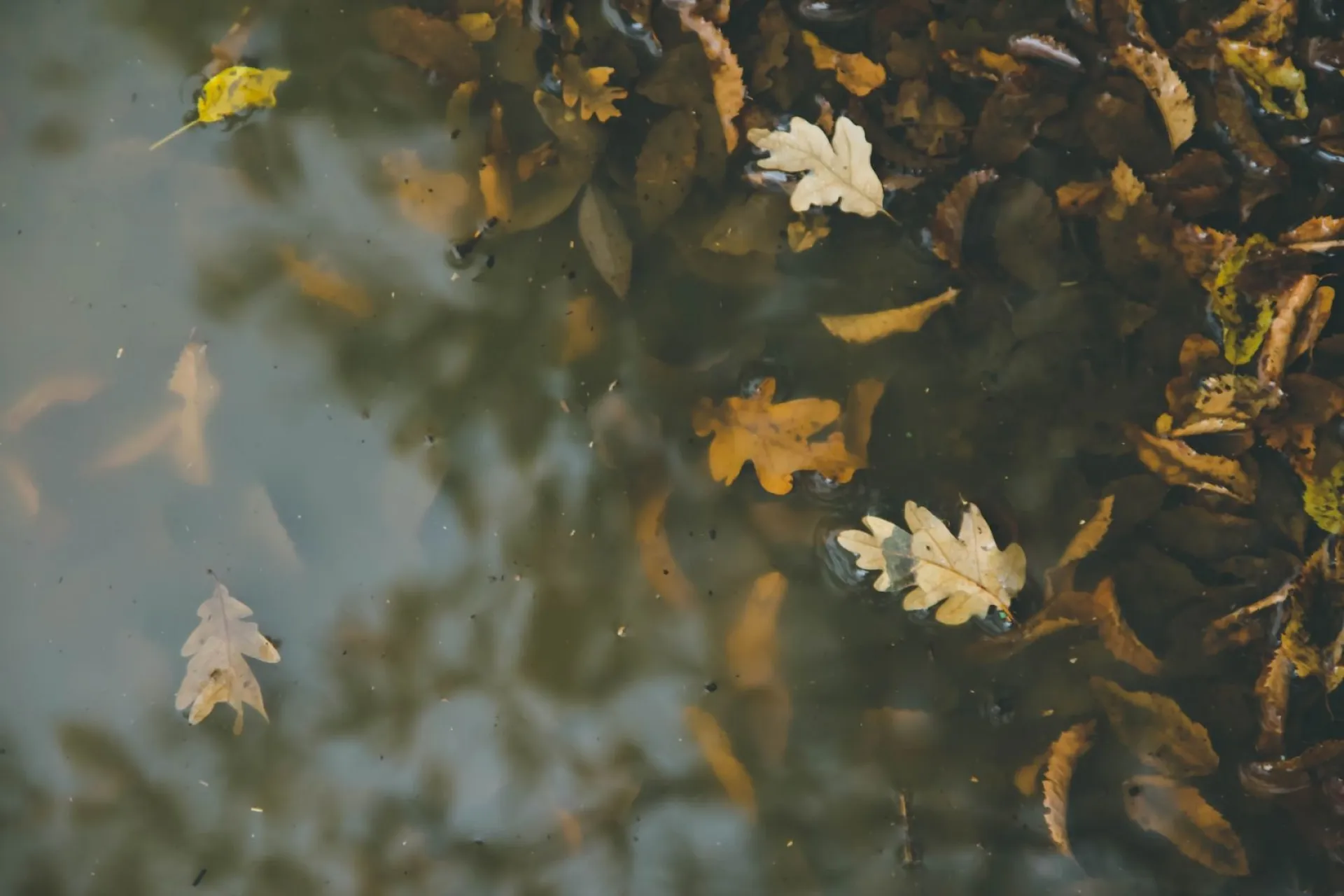 Дождь: о погоде в Алтайском крае 12 сентября Дождь: о погоде в Алтайском крае 12 сентября