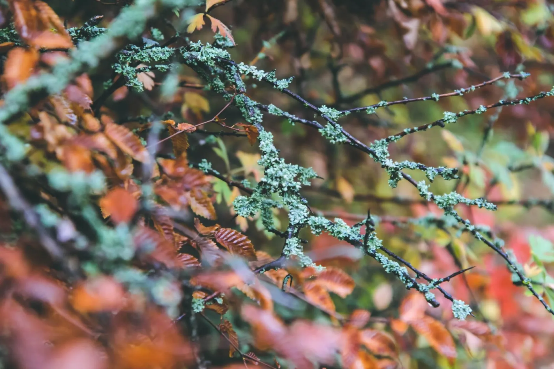 Домнин день: традиции и приметы на 16 сентября Домнин день: традиции и приметы на 16 сентября