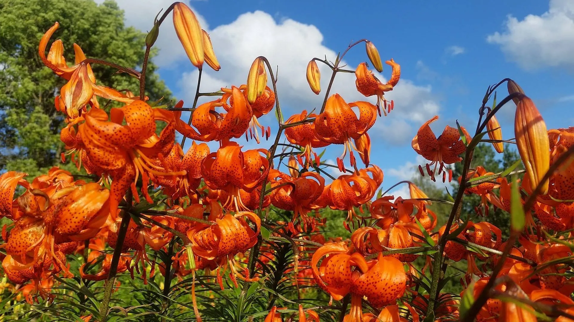 Елисей Гречкосей: традиции и приметы на 27 июня Елисей Гречкосей: традиции и приметы на 27 июня