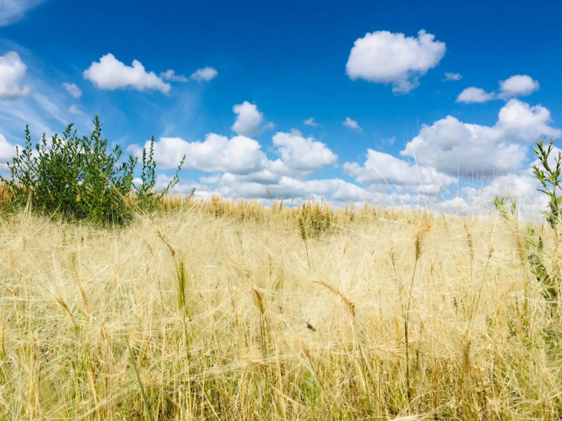 Евдокимов день: традиции и приметы на 13 августа Евдокимов день: традиции и приметы на 13 августа