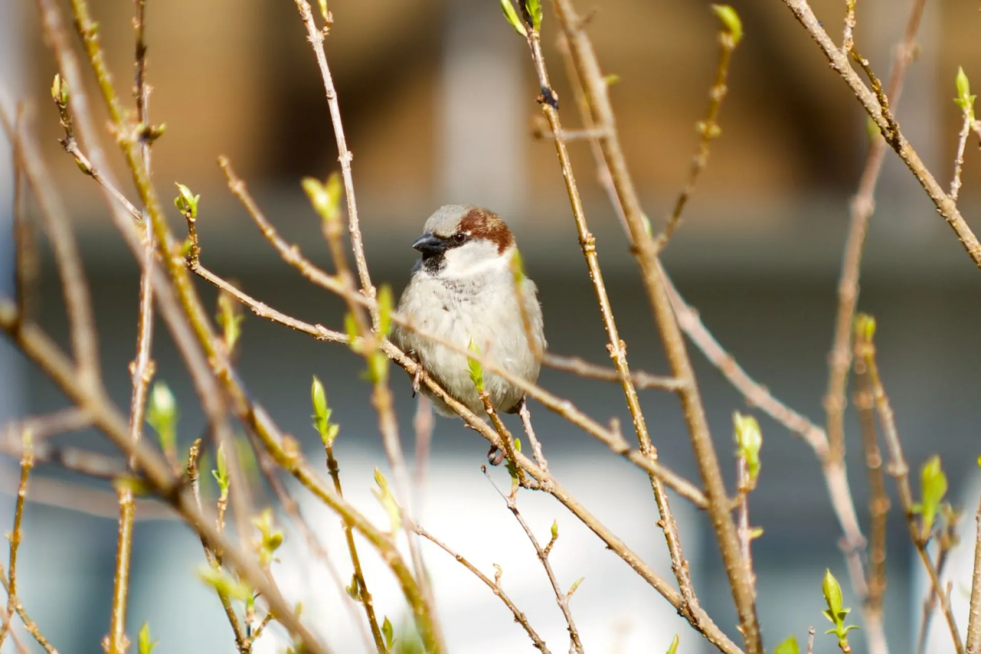 Василий Теплый: традиции и приметы на 4 апреля Василий Теплый: традиции и приметы на 4 апреля