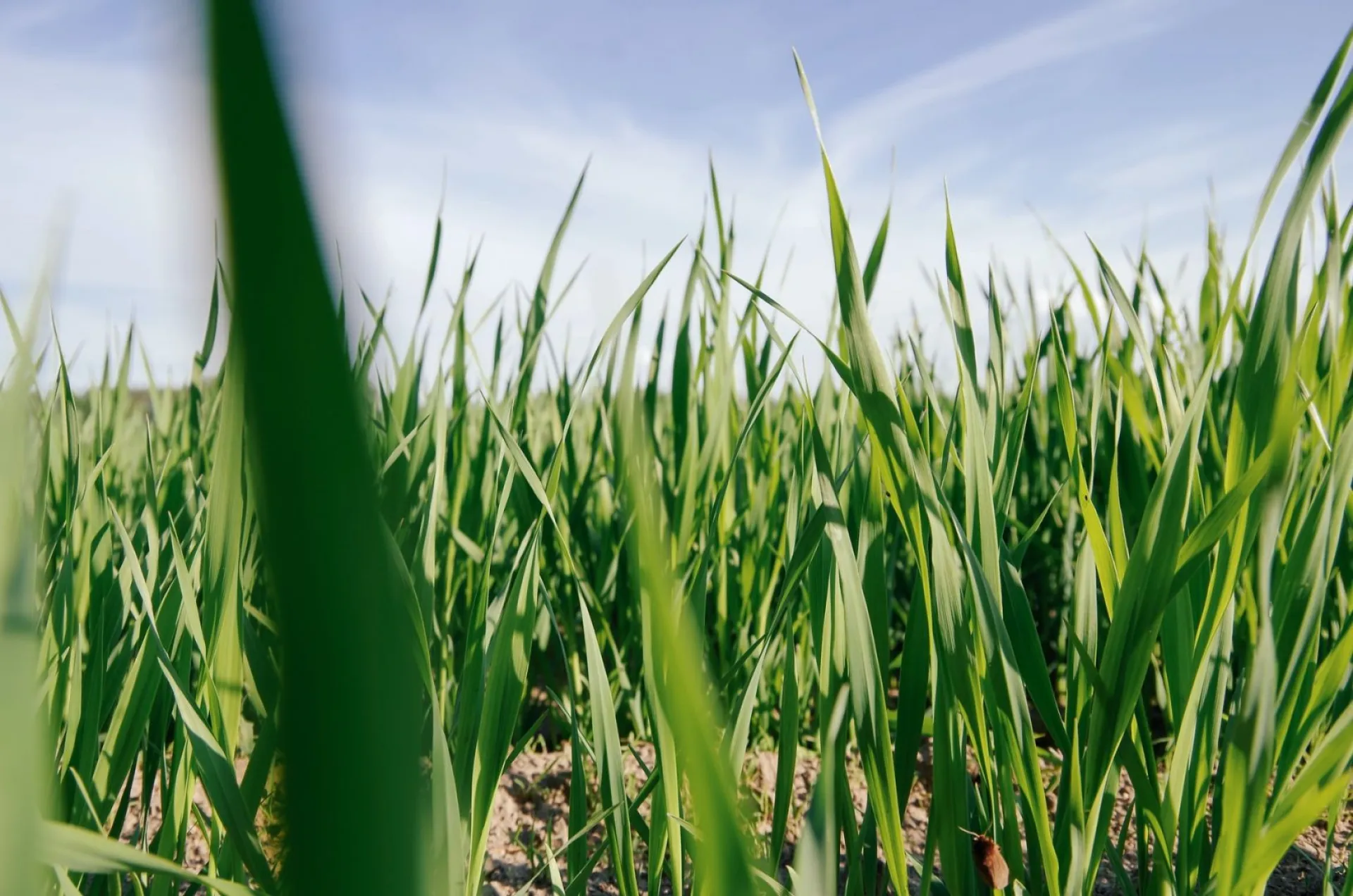 Митрофанов день: традиции и приметы на 17 июня Митрофанов день: традиции и приметы на 17 июня
