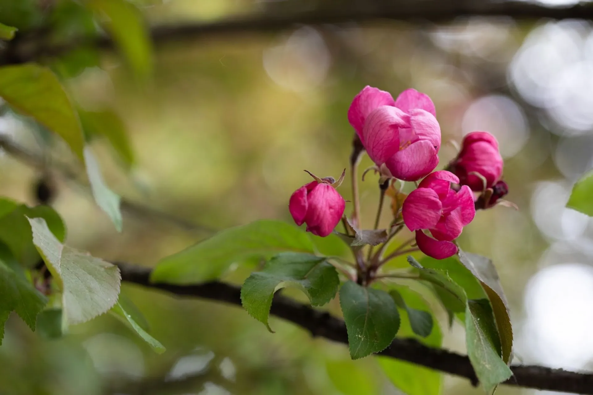 Евдокия Свистунья: традиции и приметы на 30 мая