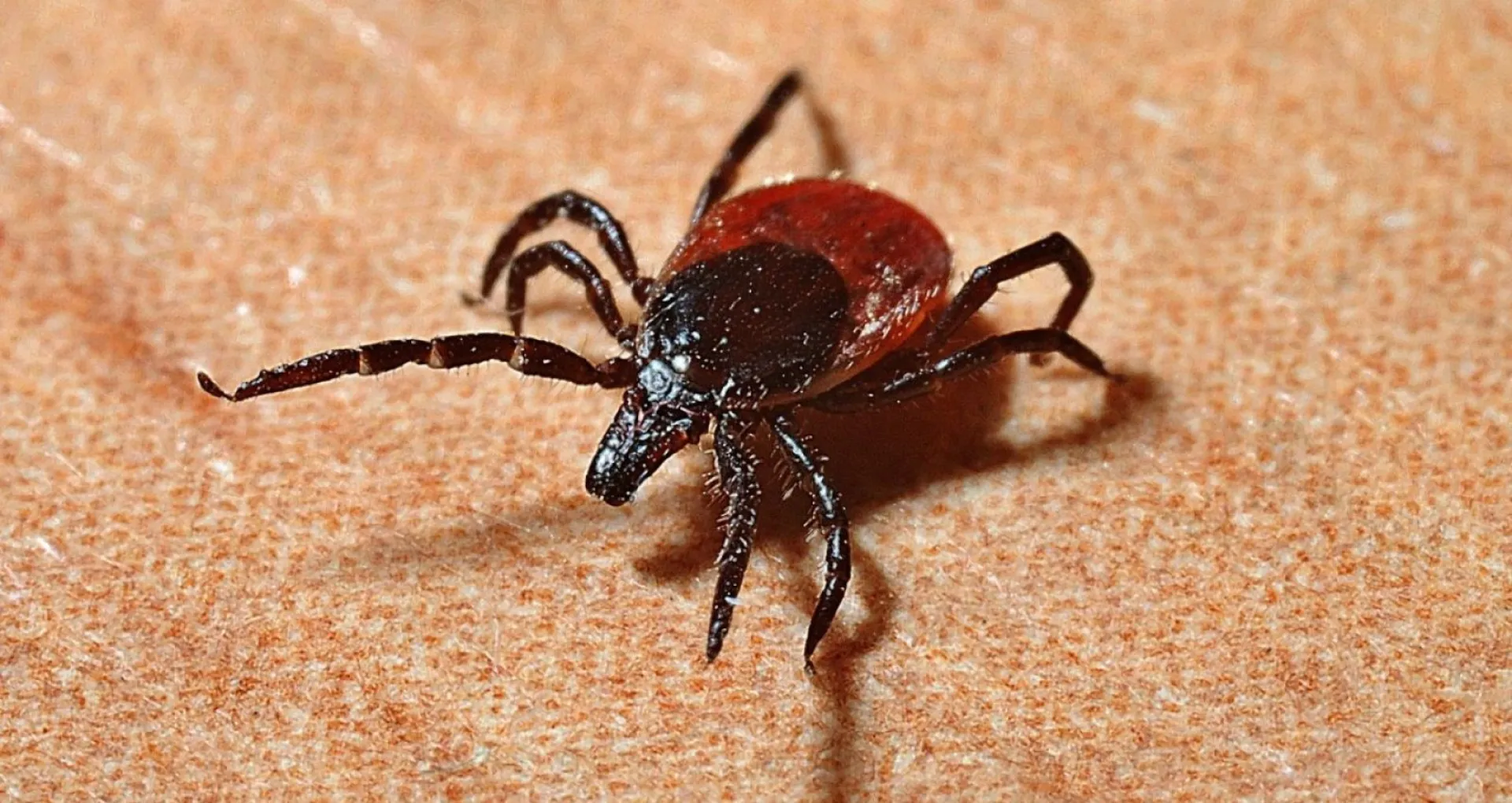 Клещи стали реже кусать жителей Алтайского края