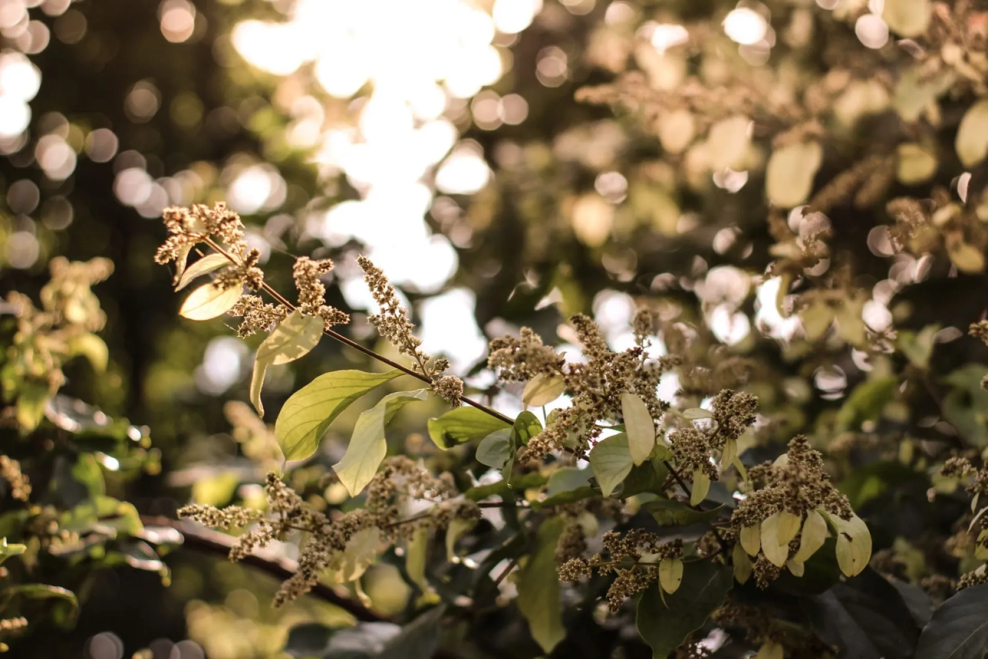 Варфоломей и Варнава: традиции и приметы на 24 июня Варфоломей и Варнава: традиции и приметы на 24 июня