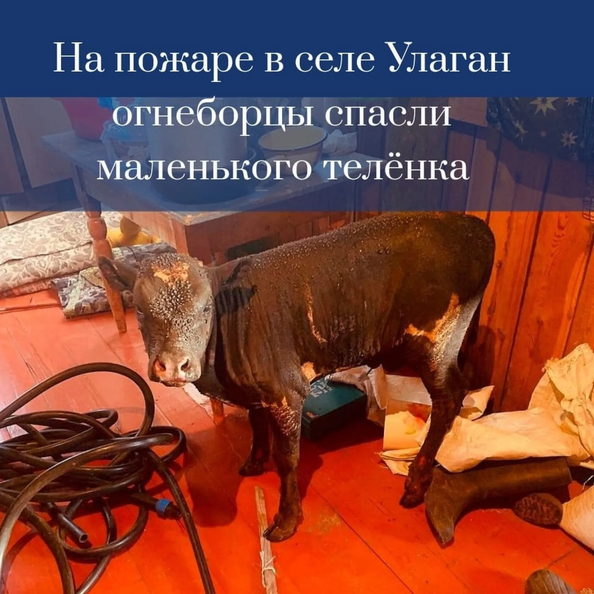 Алтайские пожарные спасли из огня маленького теленка 