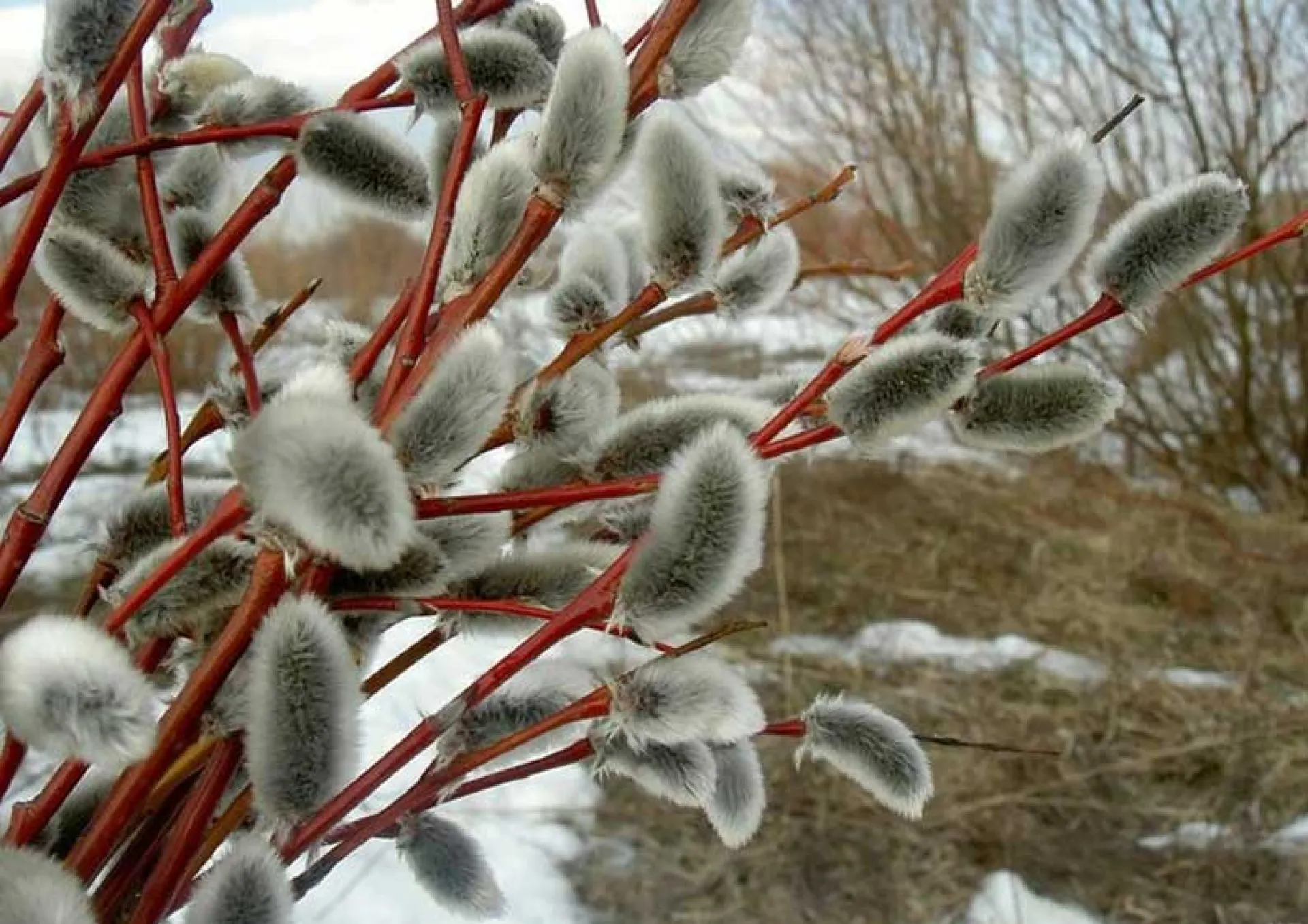 Весеннее равноденствие: традиции и приметы на 21 марта Весеннее равноденствие: традиции и приметы на 21 марта