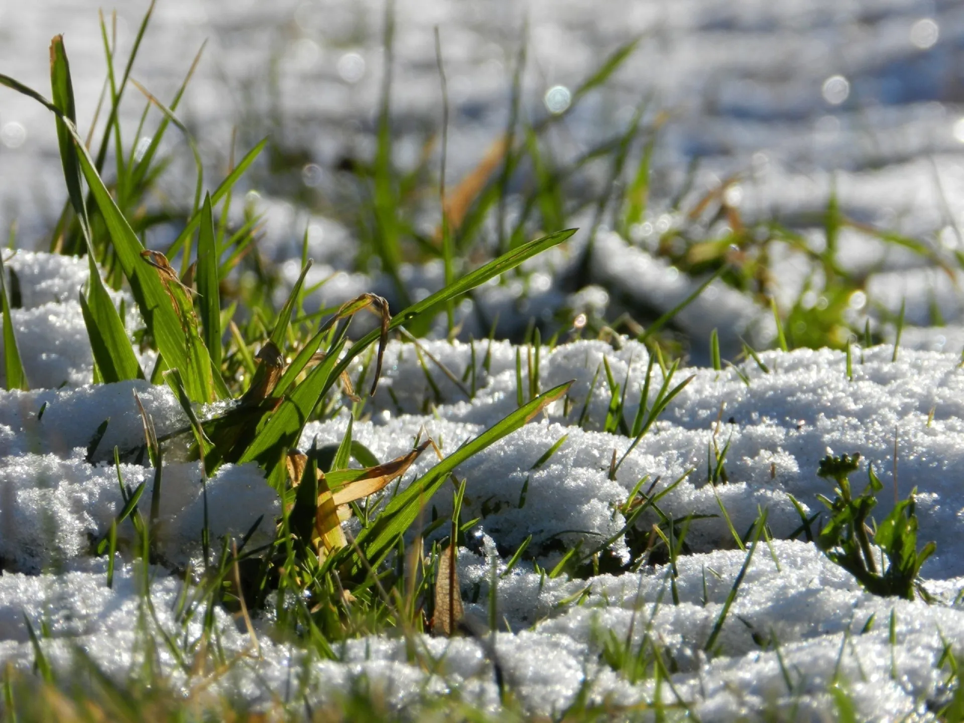 До +19 градусов ожидается в Алтайском крае 