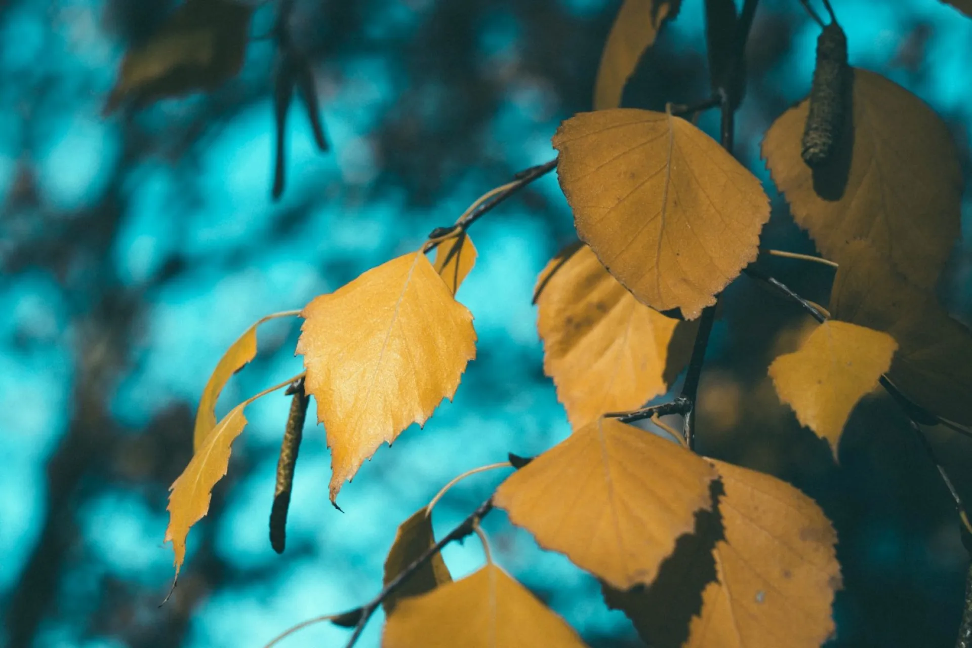 До +18: о погоде в Алтайском крае 16 сентября До +18: о погоде в Алтайском крае 16 сентября