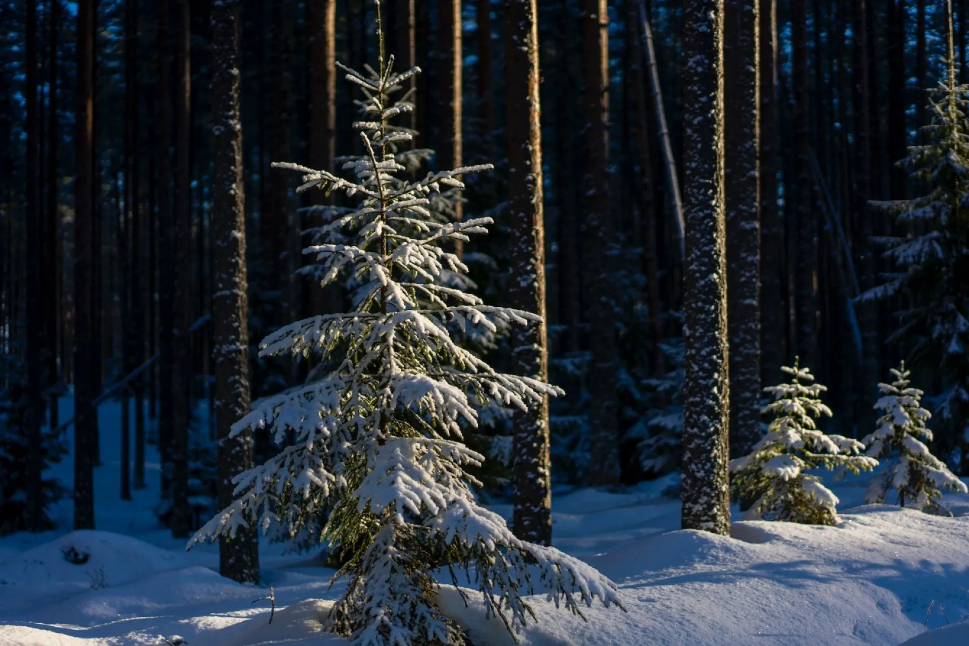Никонов день: традиции и приметы на 24 декабря