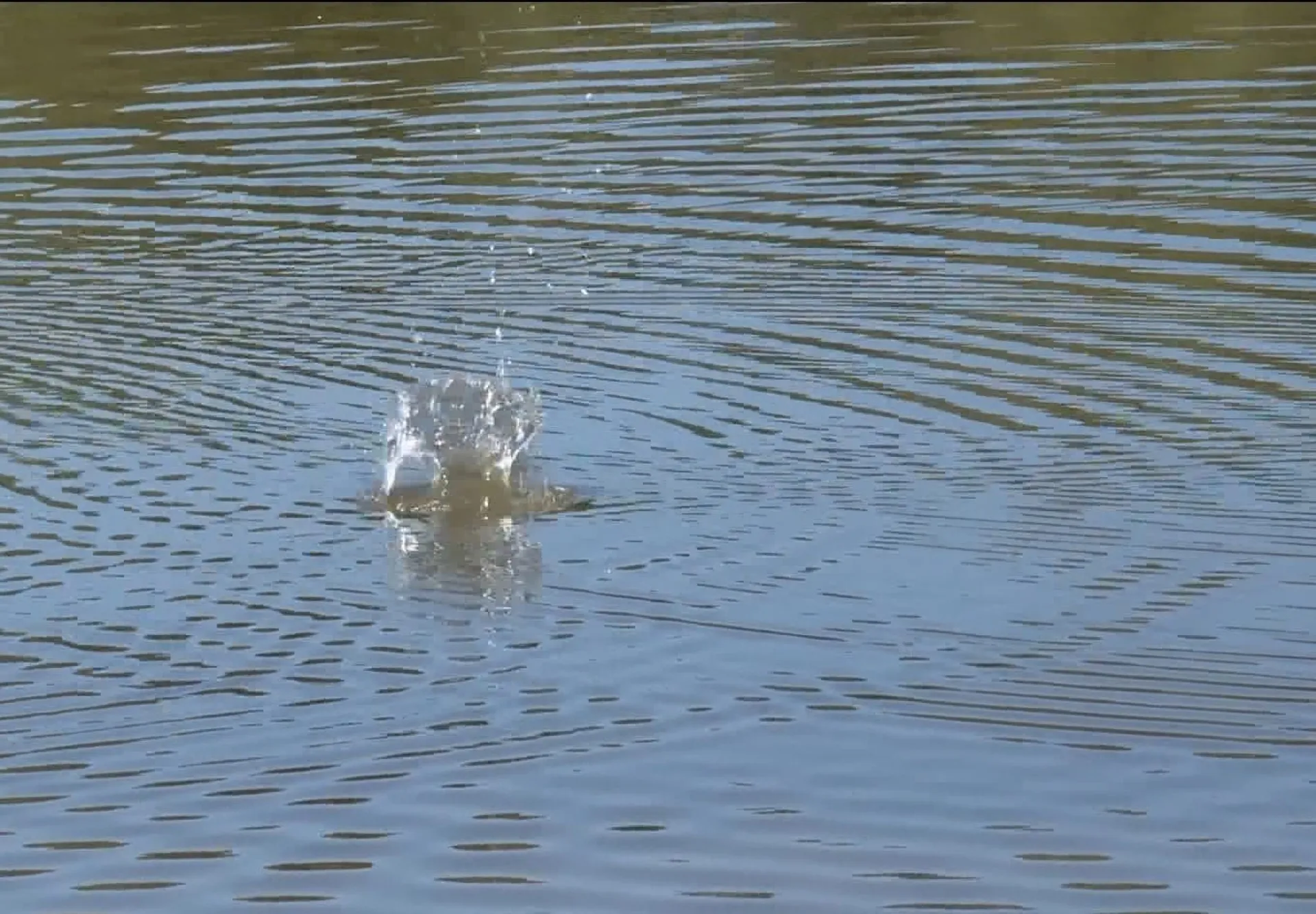 Жителя Романовского района наказали за выброшенное в воду ружье Жителя Романовского района наказали за выброшенное в воду ружье