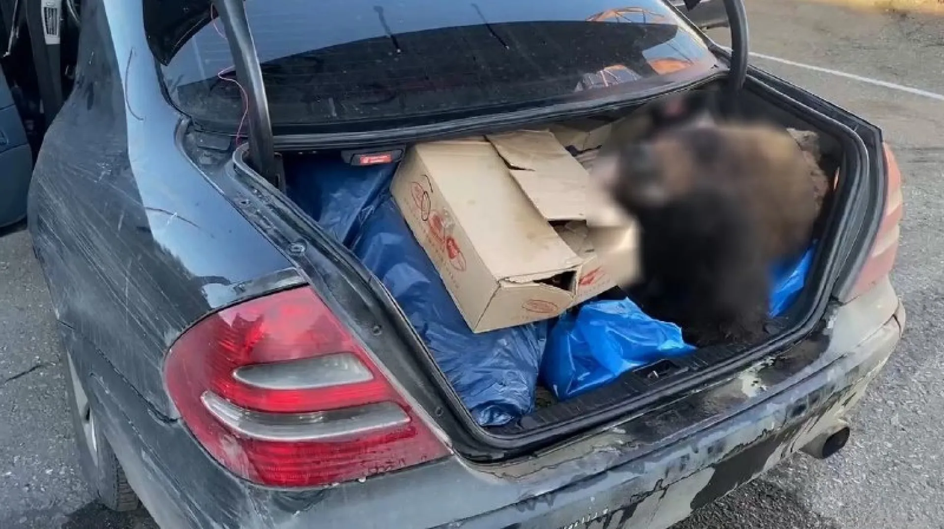 В Алтайском крае транспортной полицией расследовано уголовное дело о контрабанде дериватов бурого медведя