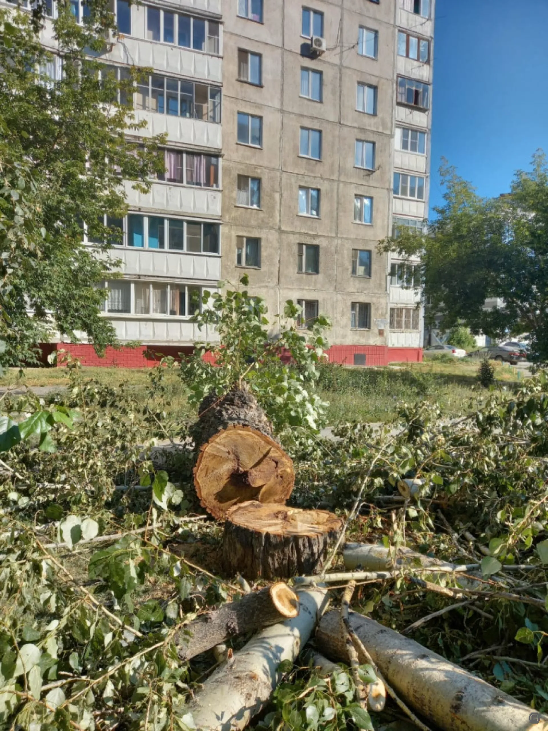 Ветвисты и очень опасны: почти 700 деревьев снесут в Барнауле до конца 2022 года