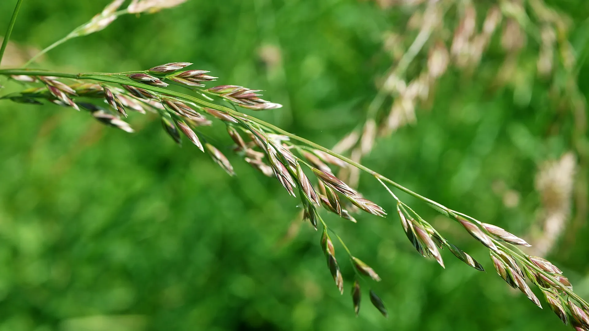 Федорин день: традиции и приметы на 9 июня Федорин день: традиции и приметы на 9 июня