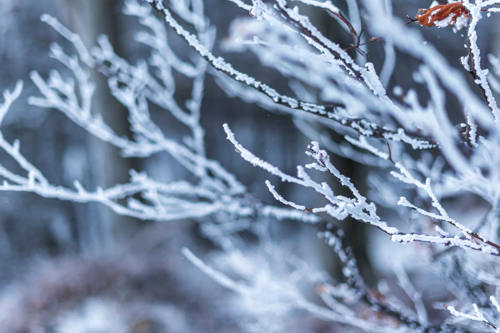 Филимонов день: традиции и приметы на 27 декабря Филимонов день: традиции и приметы на 27 декабря