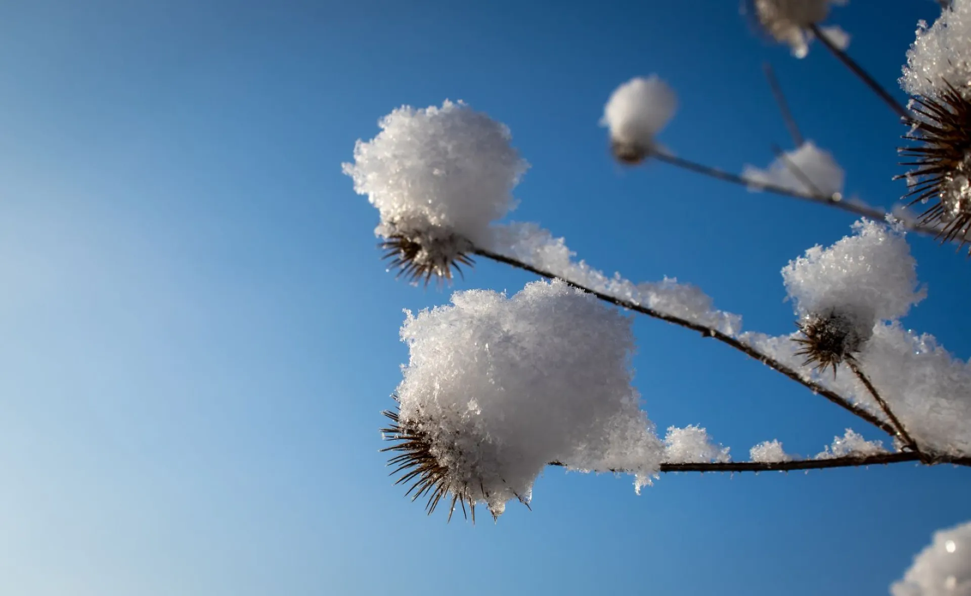 Сойкин день: традиции и приметы на 11 декабря Сойкин день: традиции и приметы на 11 декабря