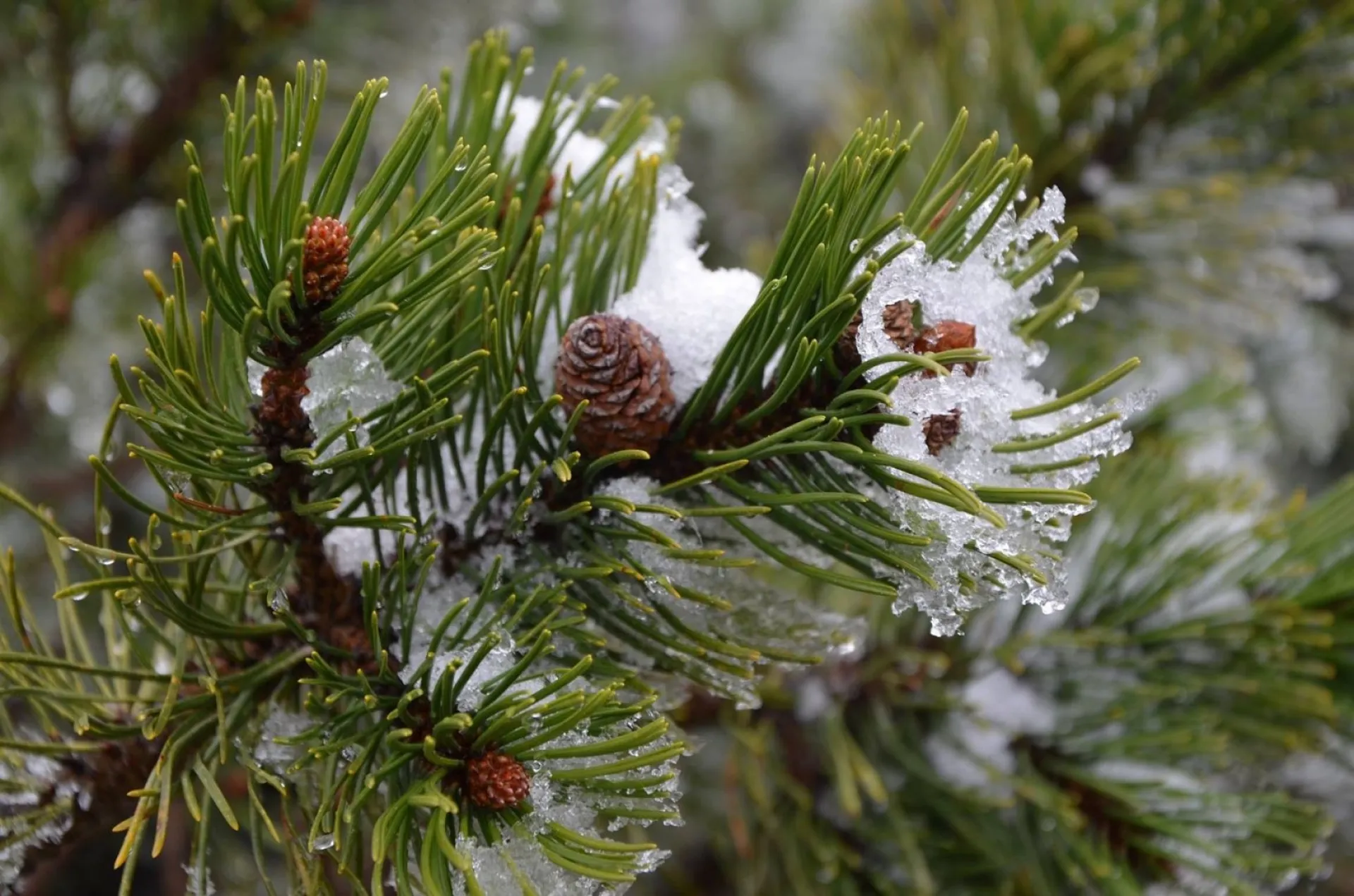 Конон Градарь: традиции и приметы на 18 марта Конон Градарь: традиции и приметы на 18 марта