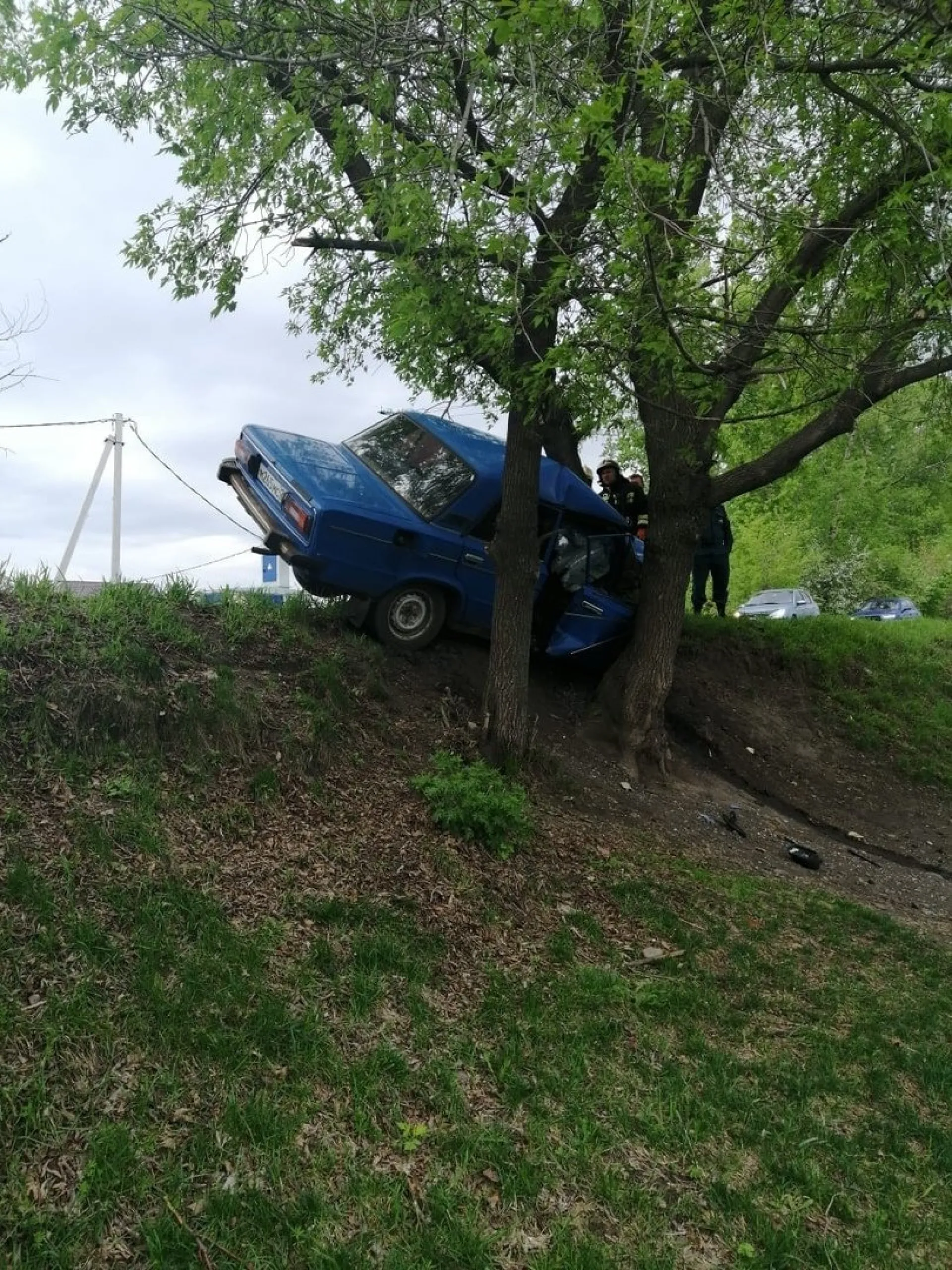 Водитель автомобиля, врезавшись в дерево, погиб в Бийске Водитель автомобиля, врезавшись в дерево, погиб в Бийске