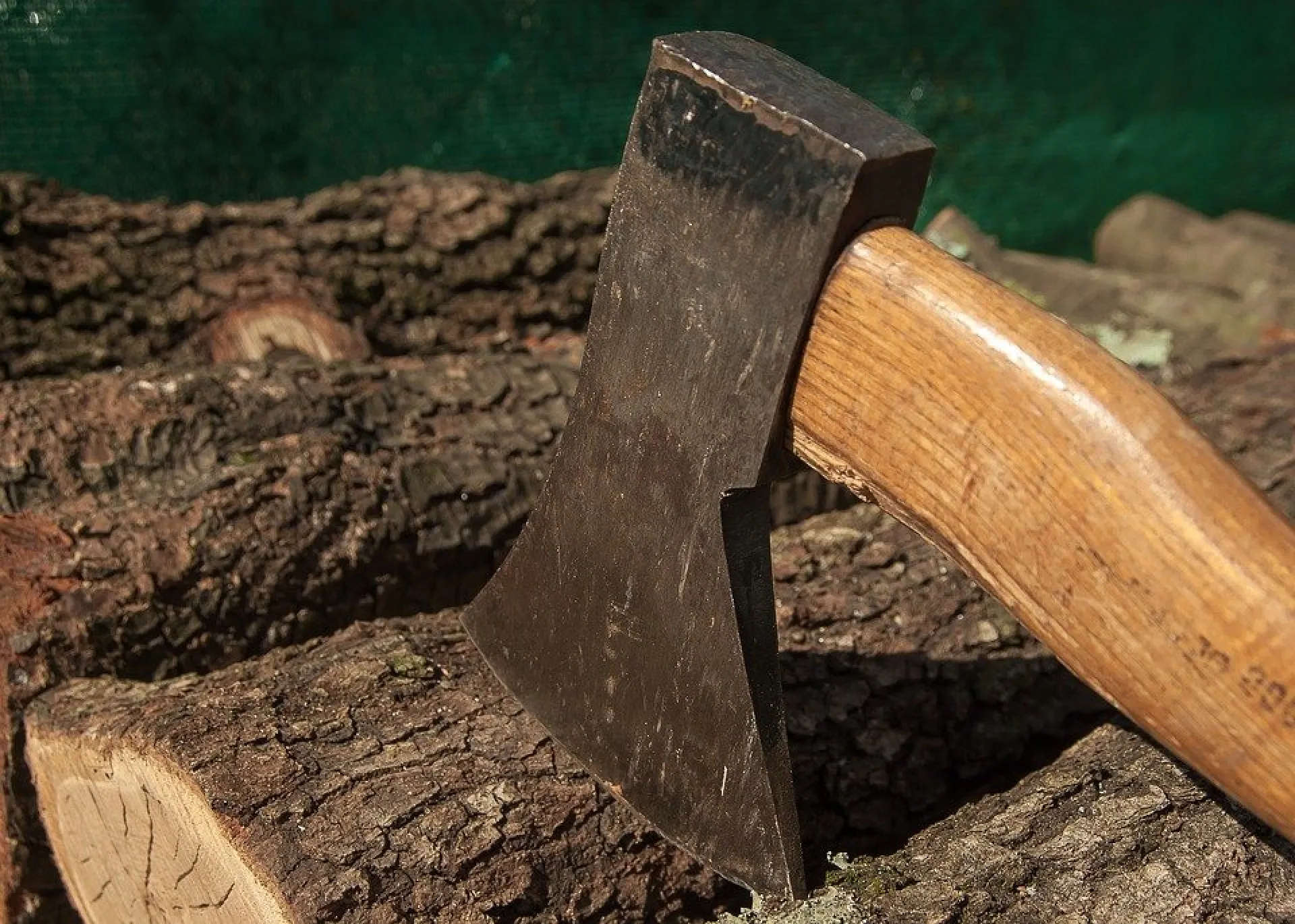 Полицейские задержали «черного лесоруба» в Алтайском крае