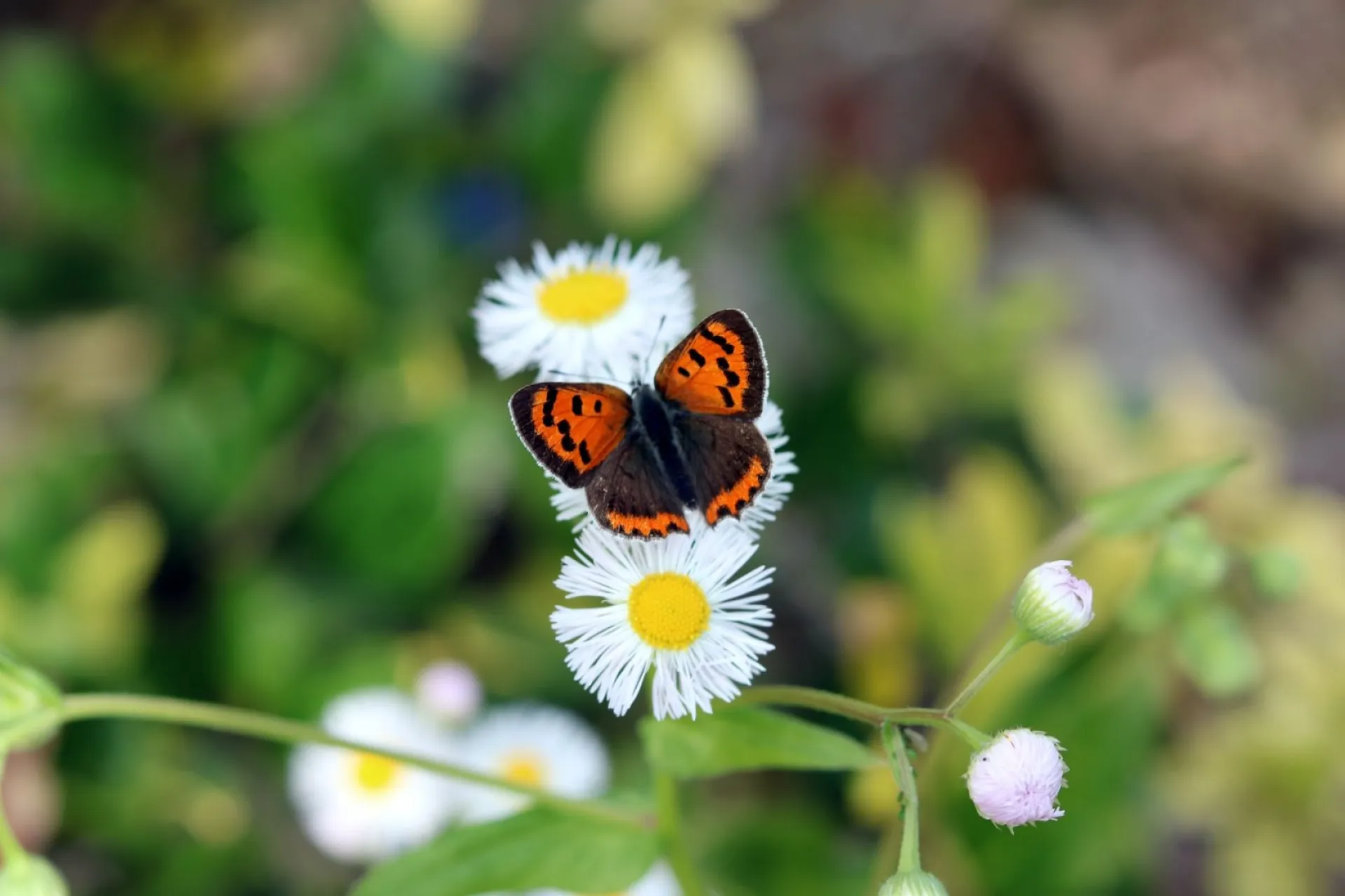 Еремей Распрягальник: традиции и приметы на 13 июня Еремей Распрягальник: традиции и приметы на 13 июня