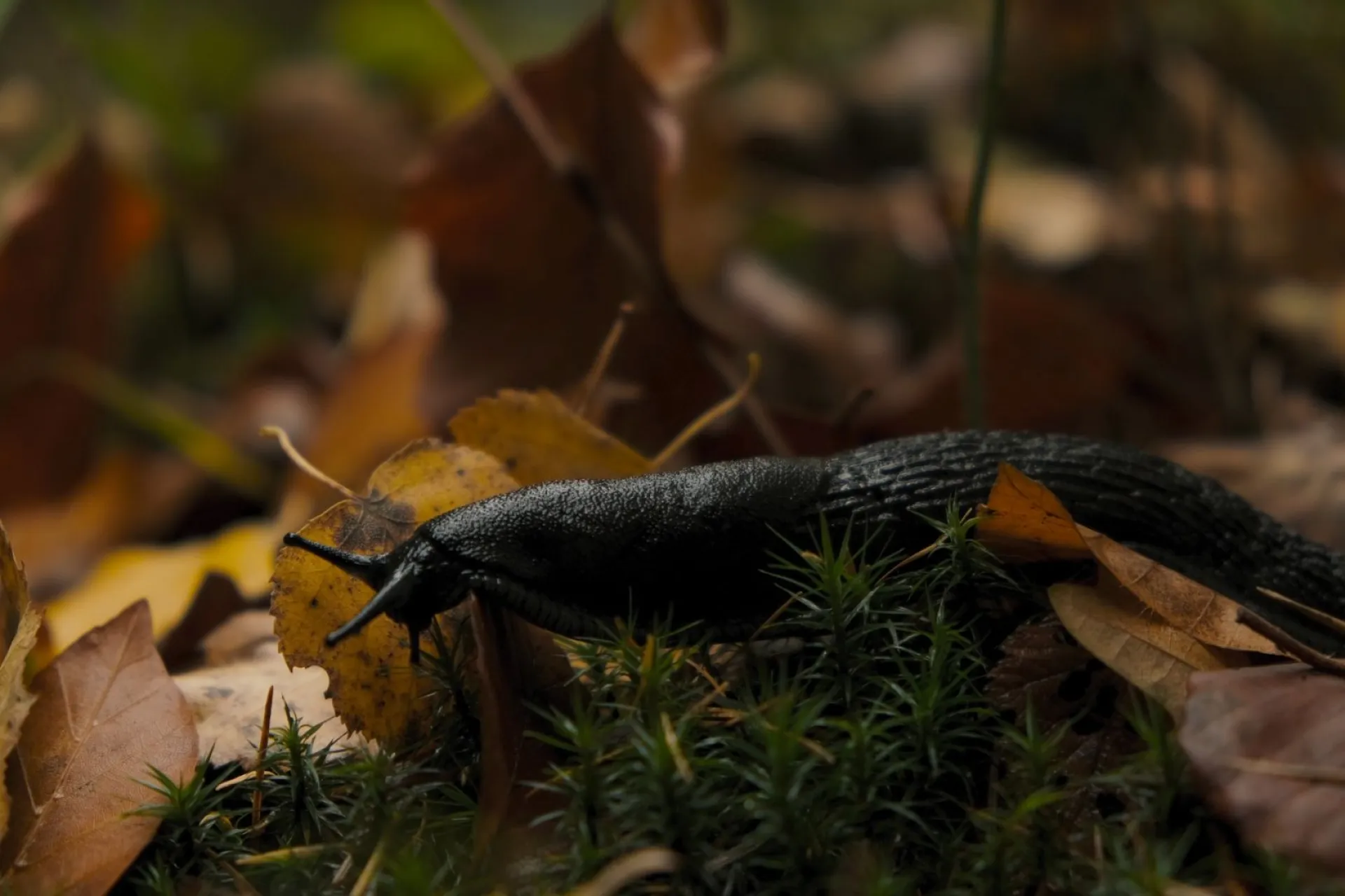 Ерофеев день: традиции и приметы на 17 октября