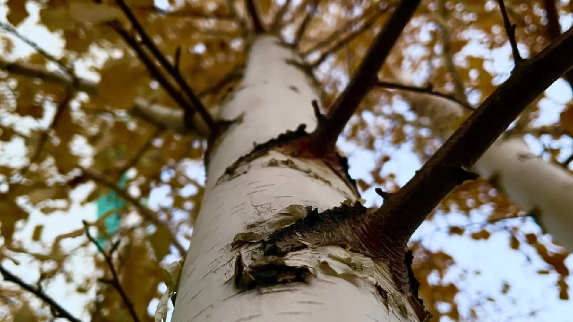 Синоптики рассказали, какая погода ждёт жителей Алтайского края в конце недели Синоптики рассказали, какая погода ждёт жителей Алтайского края в конце недели