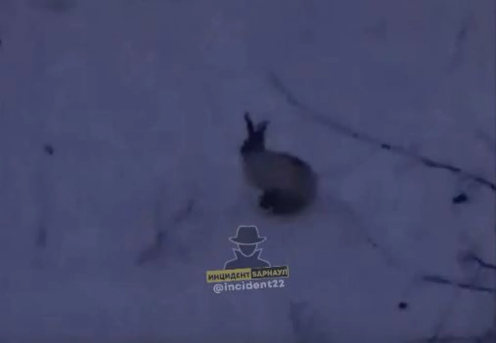 Ушастого скакуна заметили во дворе Барнаула Ушастого скакуна заметили во дворе Барнаула