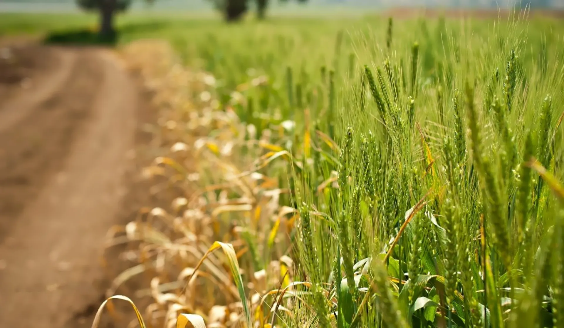 Никита Гусятник: традиции и приметы на 10 июня Никита Гусятник: традиции и приметы на 10 июня