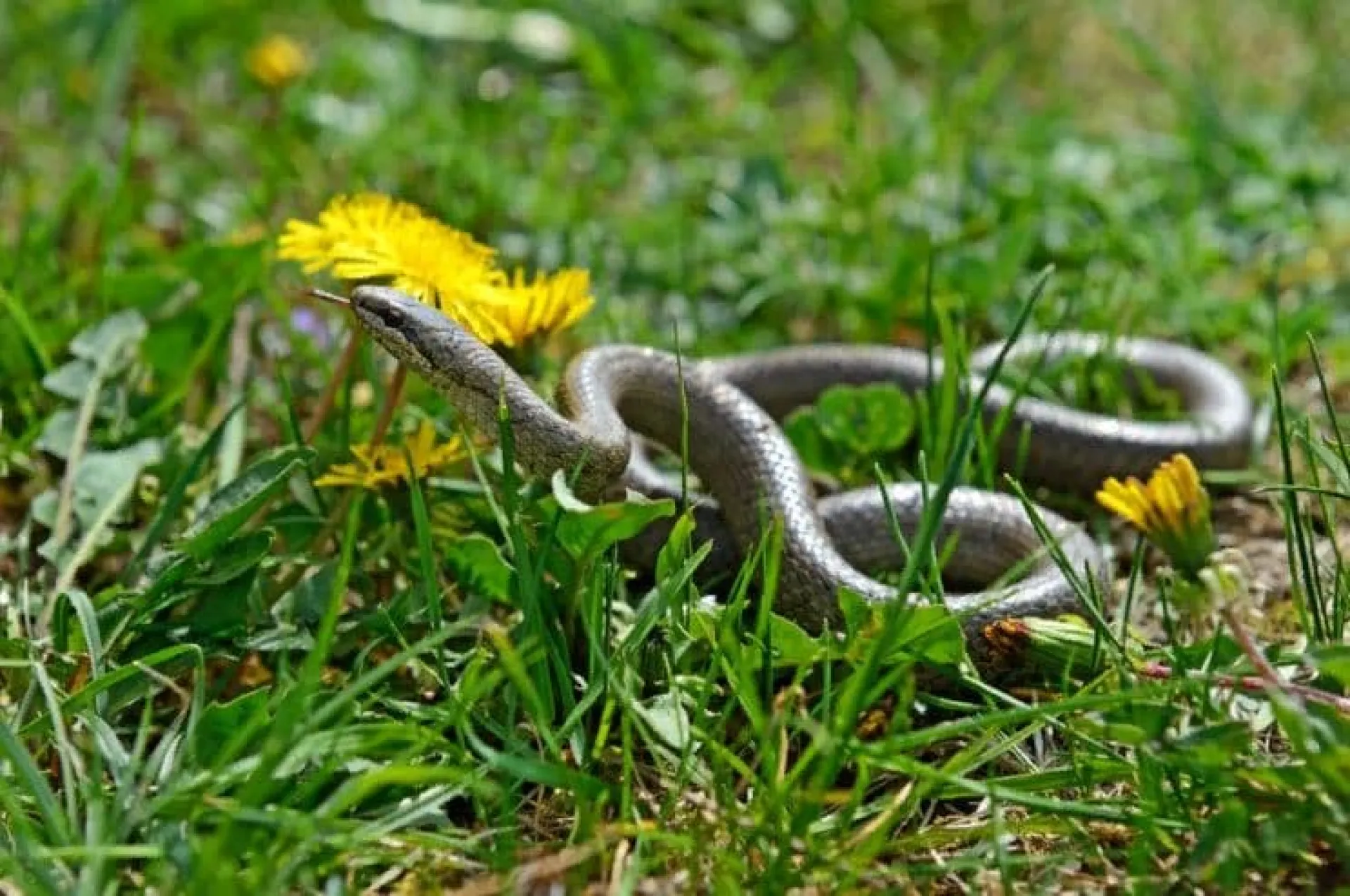 Исакиев день: традиции и приметы на 12 июня Исакиев день: традиции и приметы на 12 июня