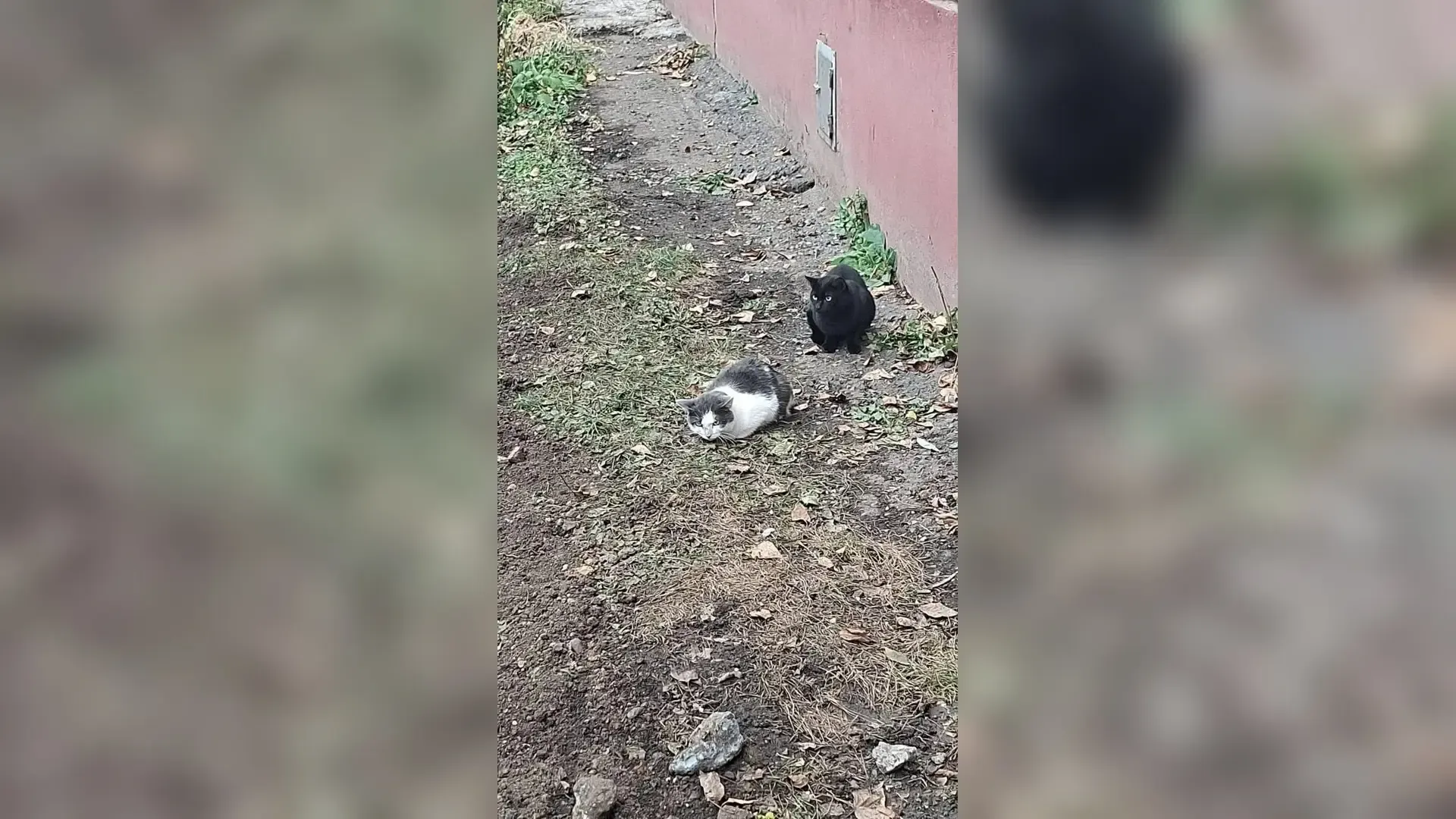 Кота выбросили из окна восьмого этажа в Барнауле