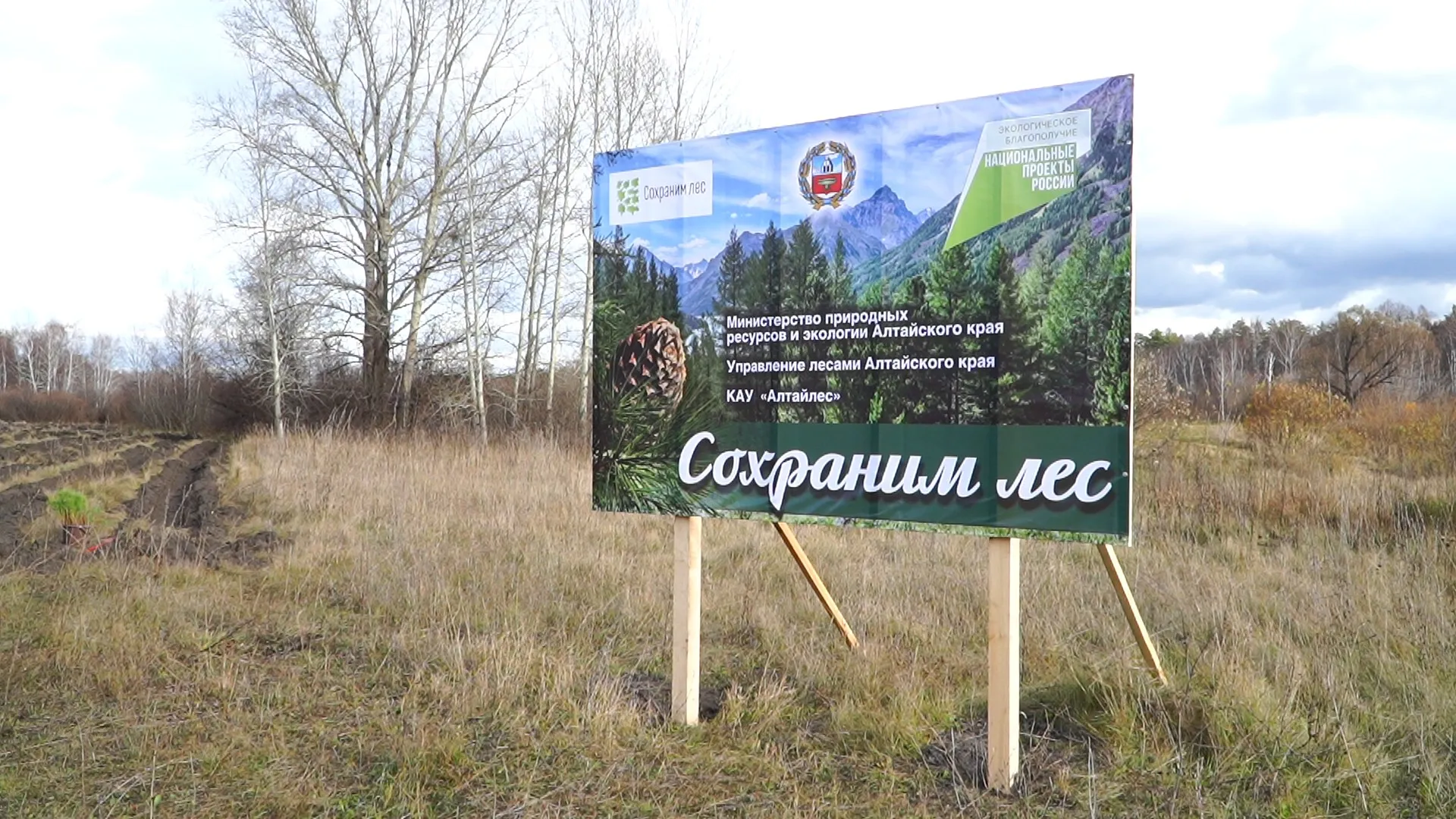 В Алтайском крае в рамках акции «Сохраним лес» высадили более 600 тысяч молодых деревьев